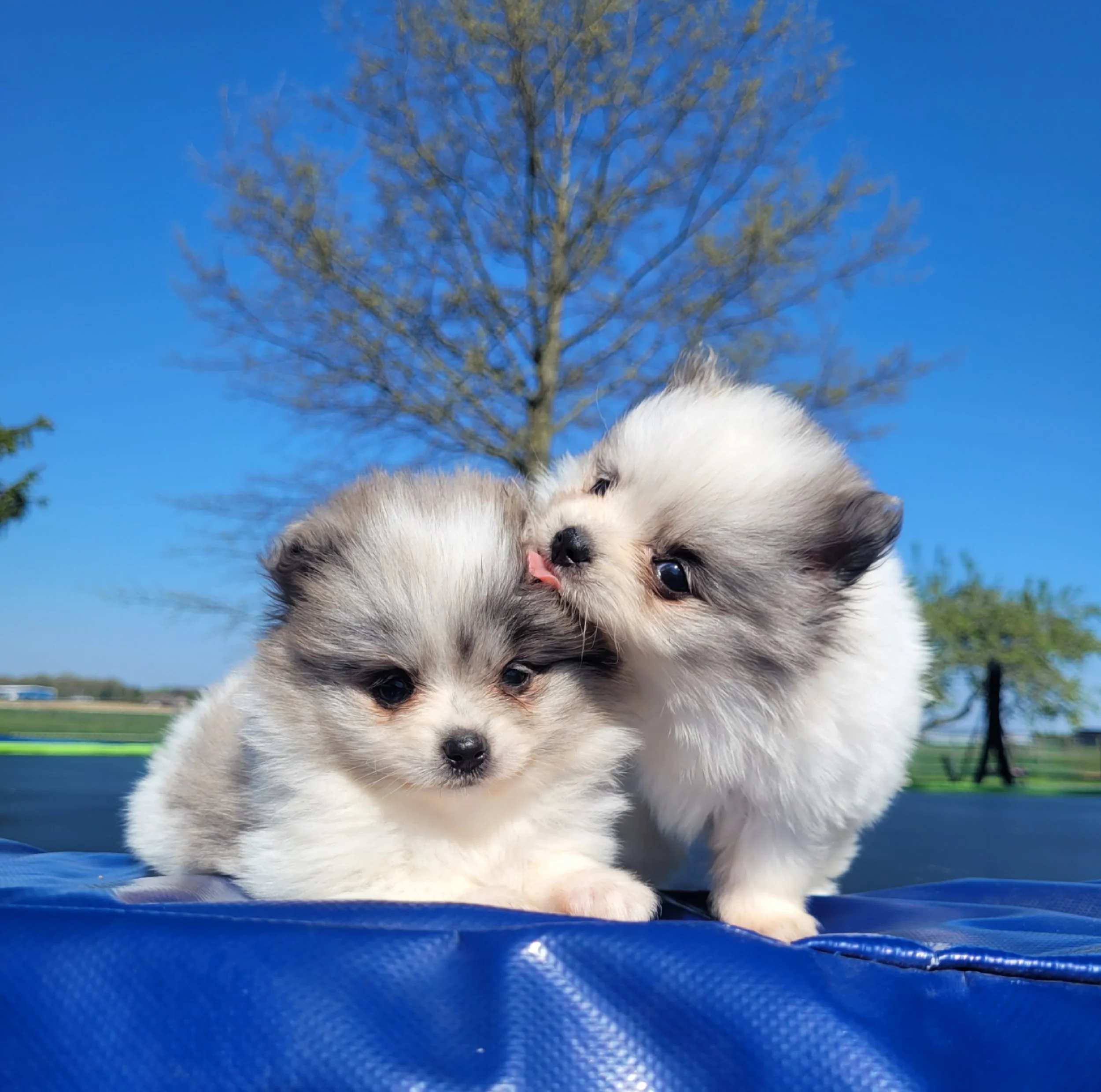Pomeranian puppies available in ohio akc registered and ready for adoption