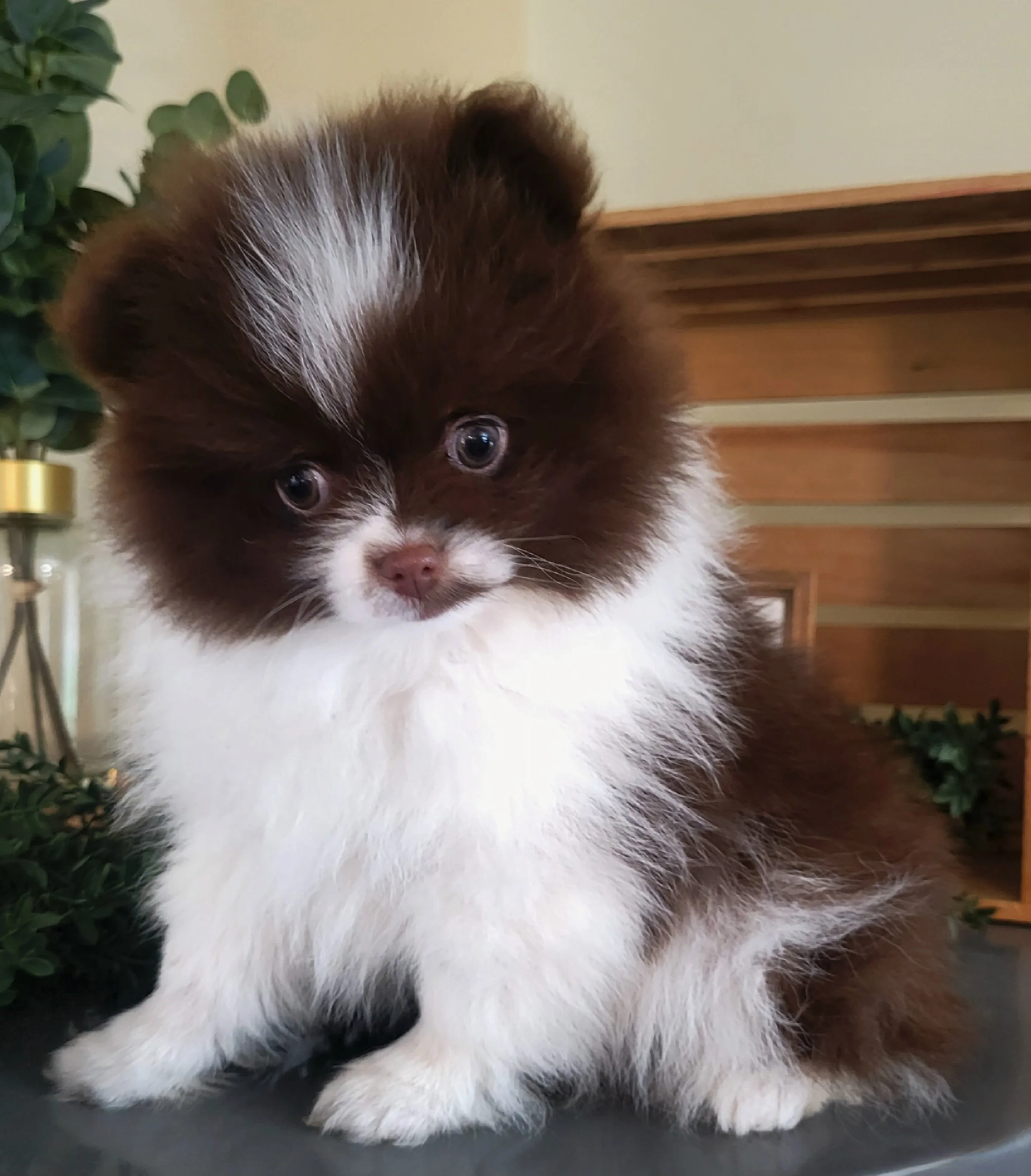 akc chocolate parti pomeranian puppy available in ohio