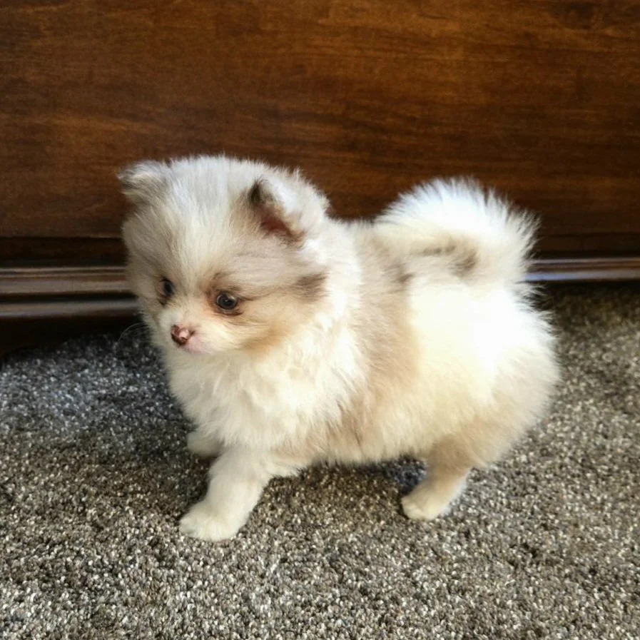 akc chocolate merle parti pomeranian puppy available in ohio