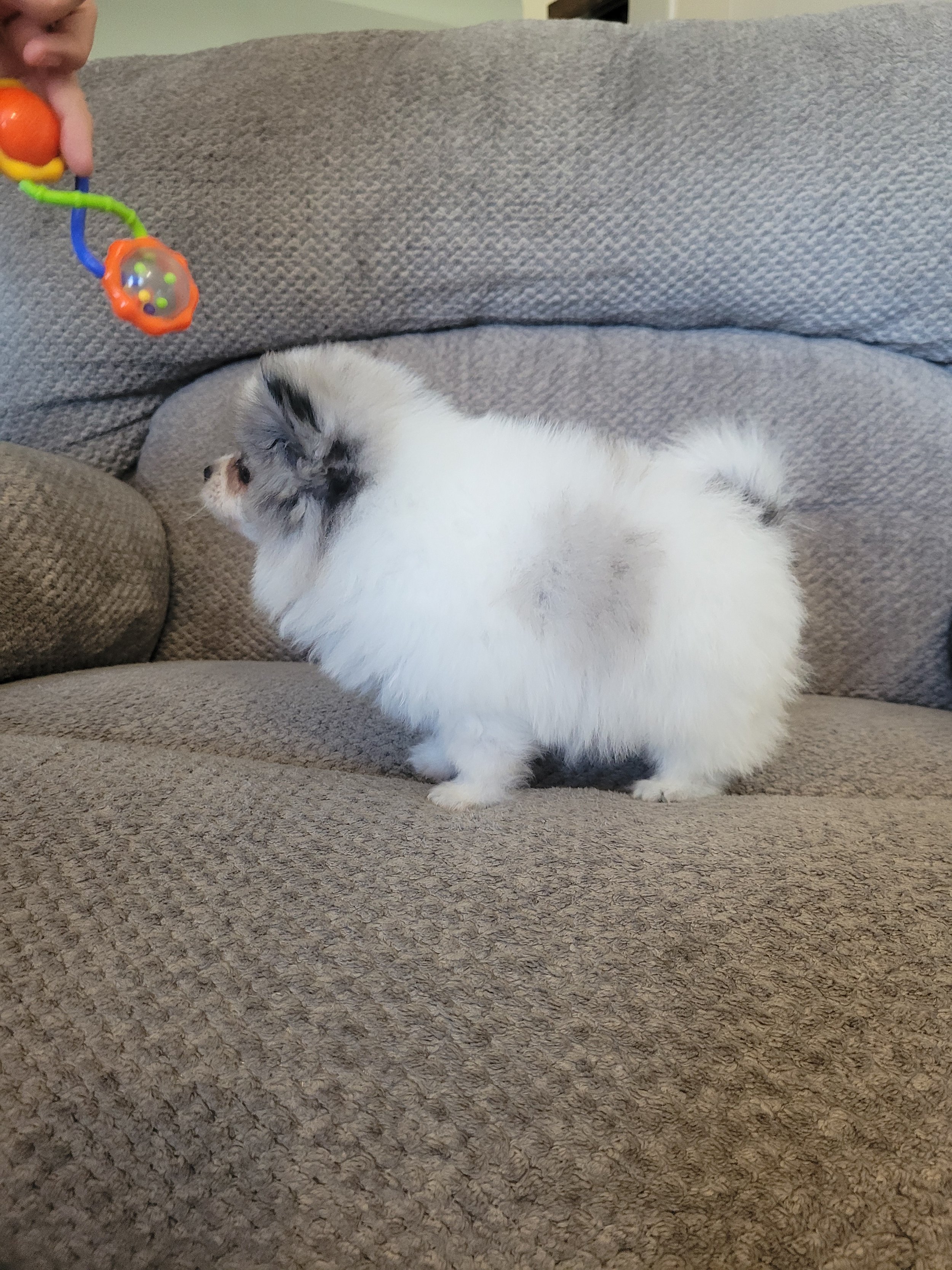 AKC pomeranian puppy for adoption in Ohio