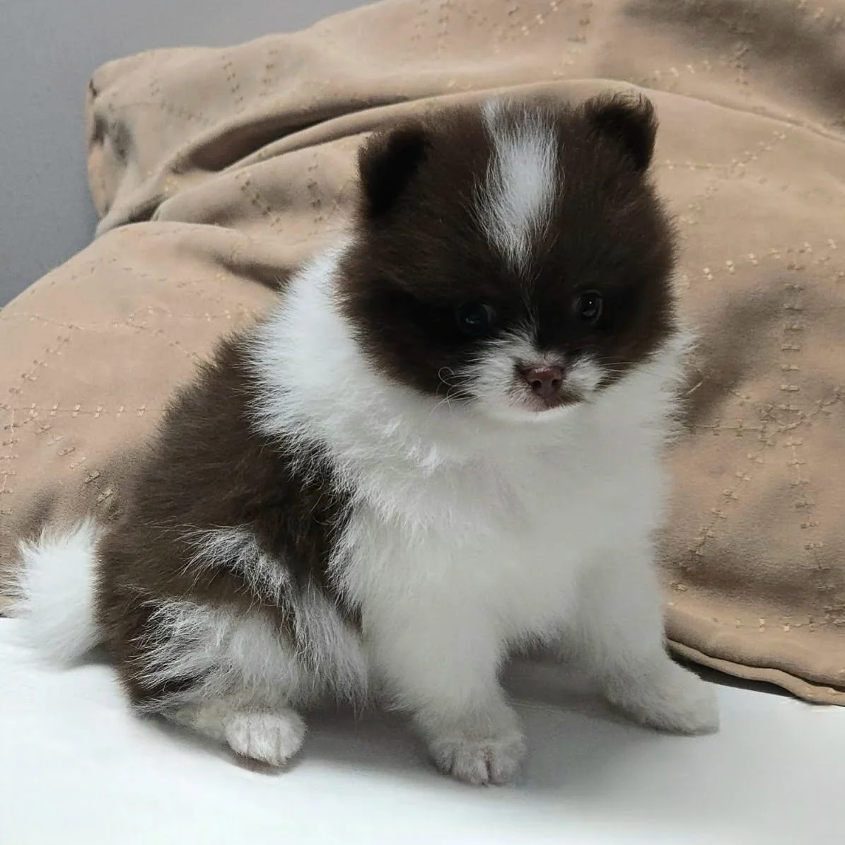 akc chocolate parti pomeranian puppy available in ohio