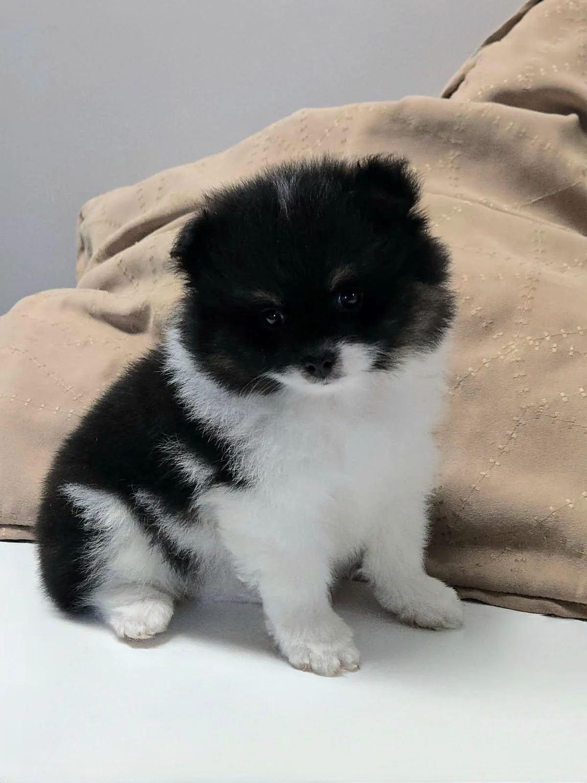 akc pomeranian male puppy available in ohio