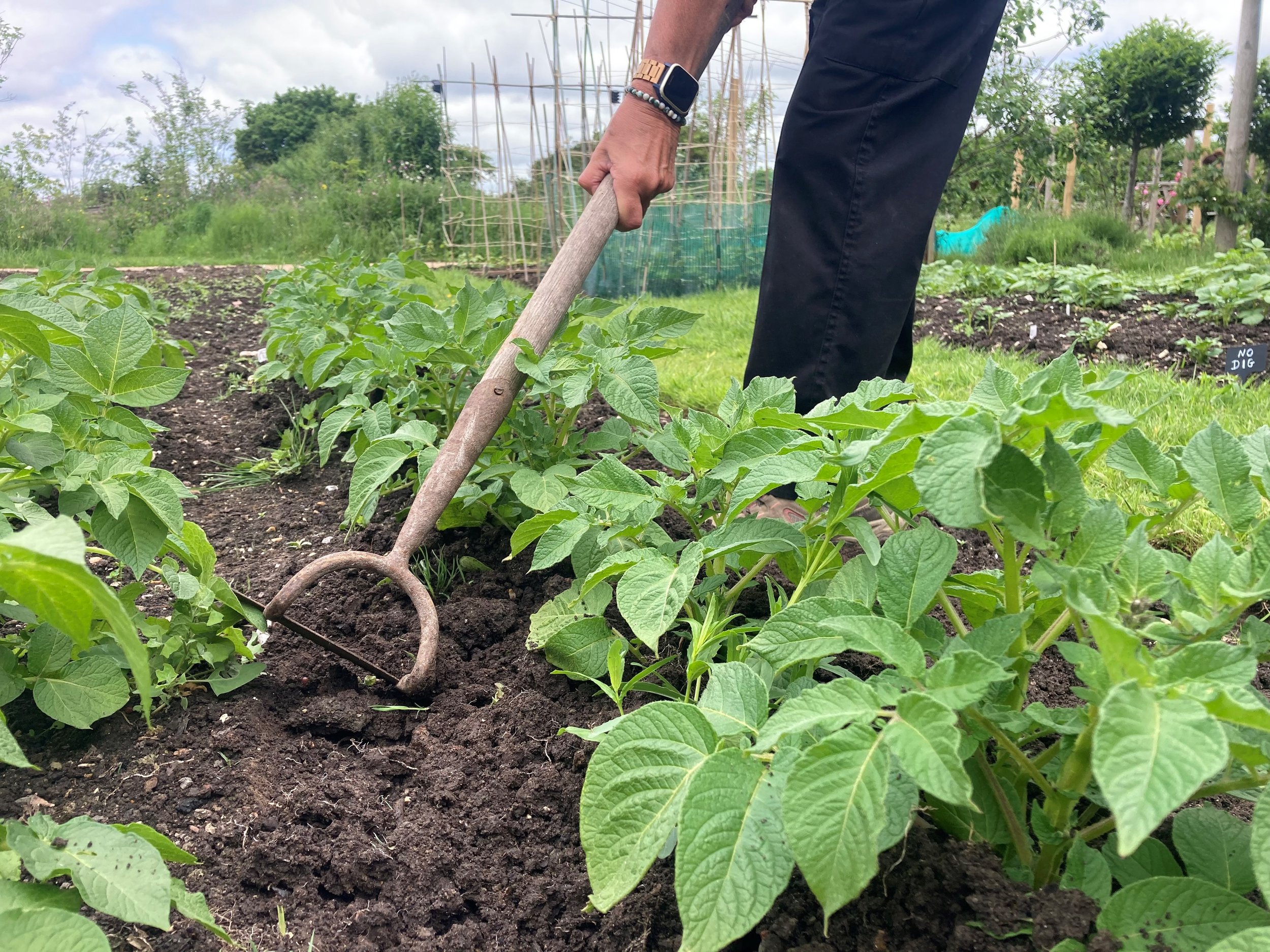 working in the kitchen garden 3.jpg