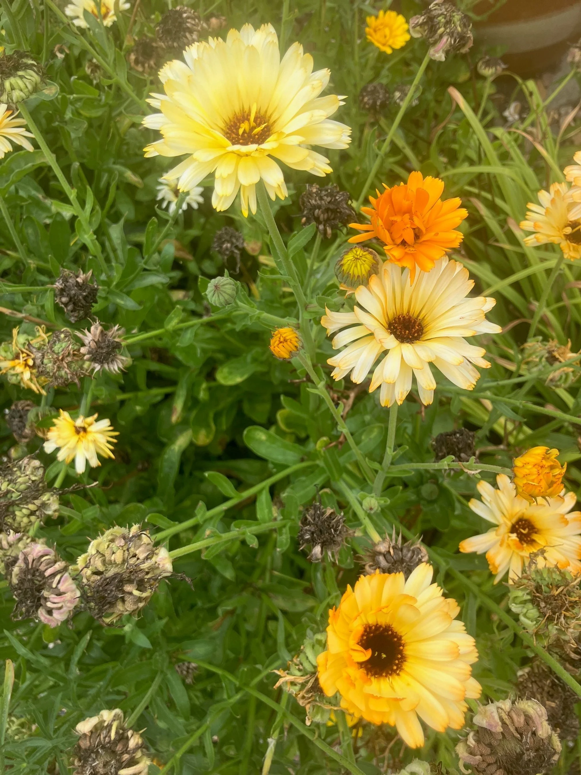 cut flowers august 25.jpg