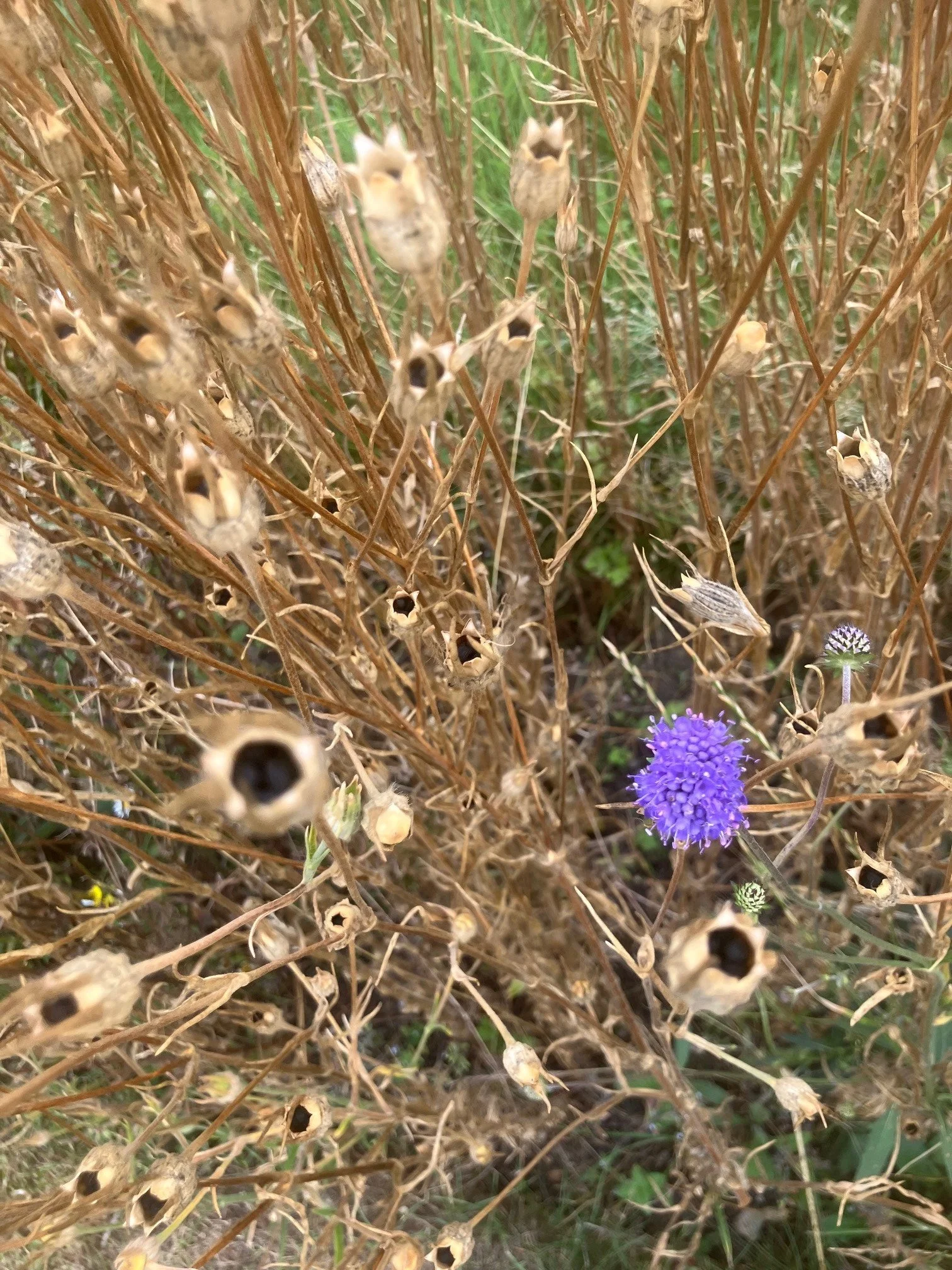 Seed Heads August 25.jpg