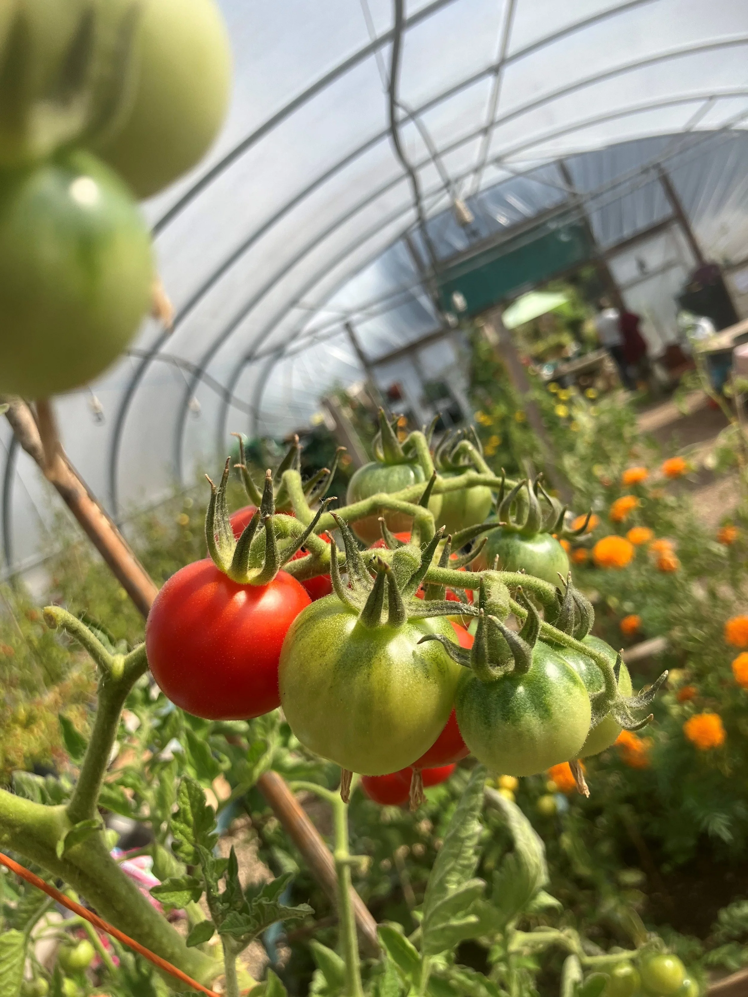 Tomatoes in Polytunnel Picture August 25.jpg