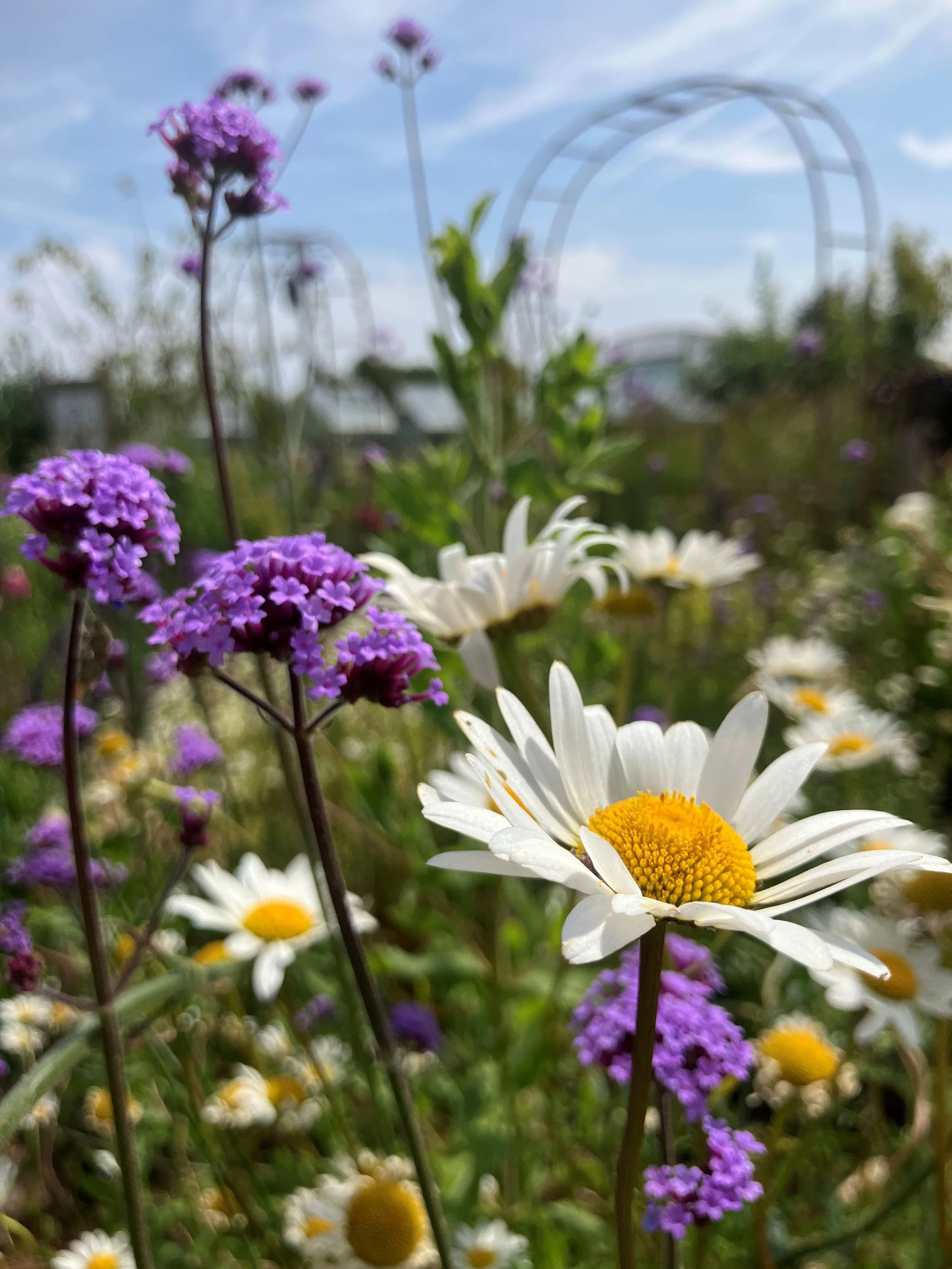 oxeye daisy.jpg