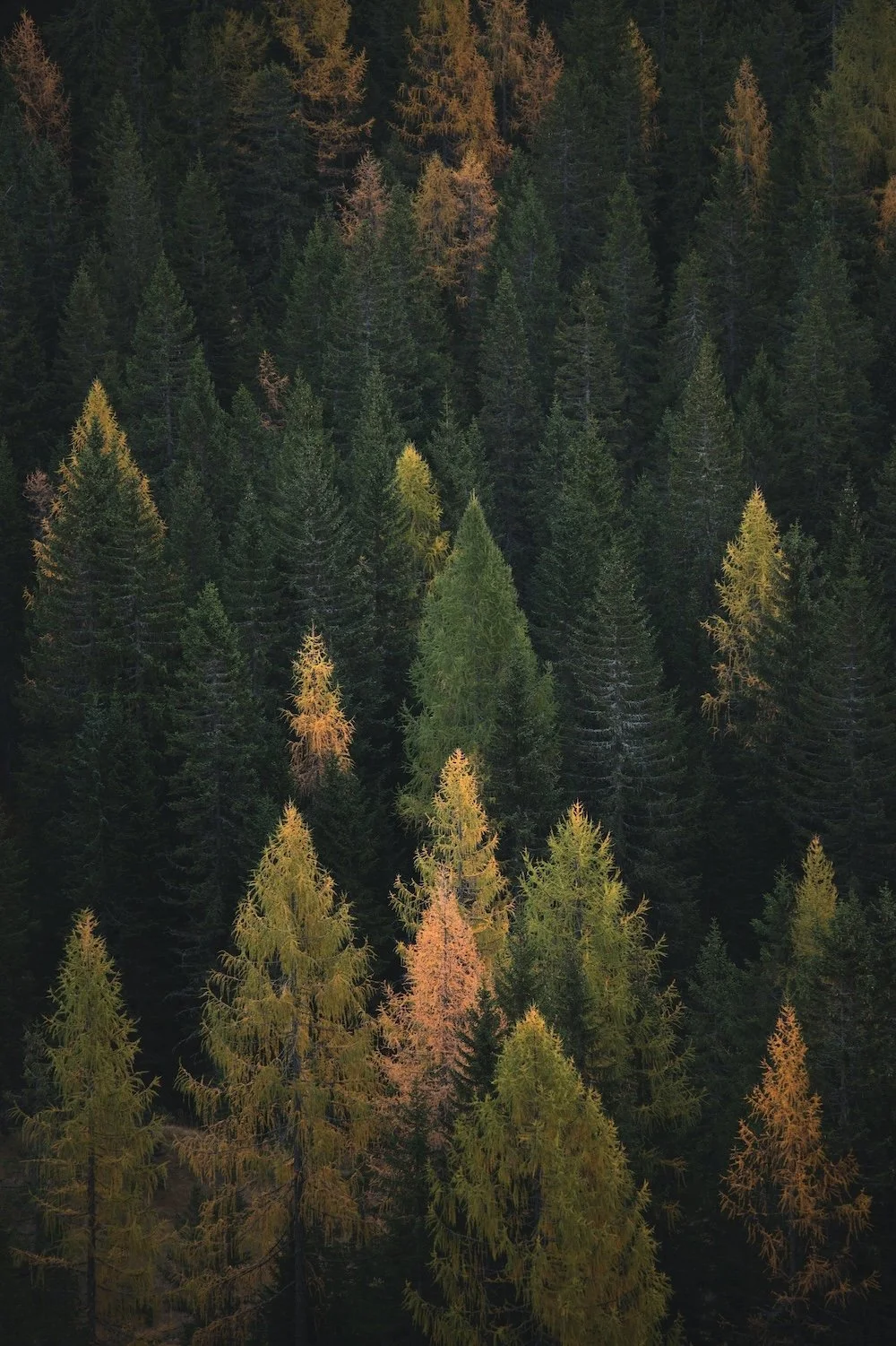 Dense forest with evergreen and autumn-colored trees