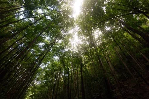 Sunlight filtering through dense tree canopy in forest