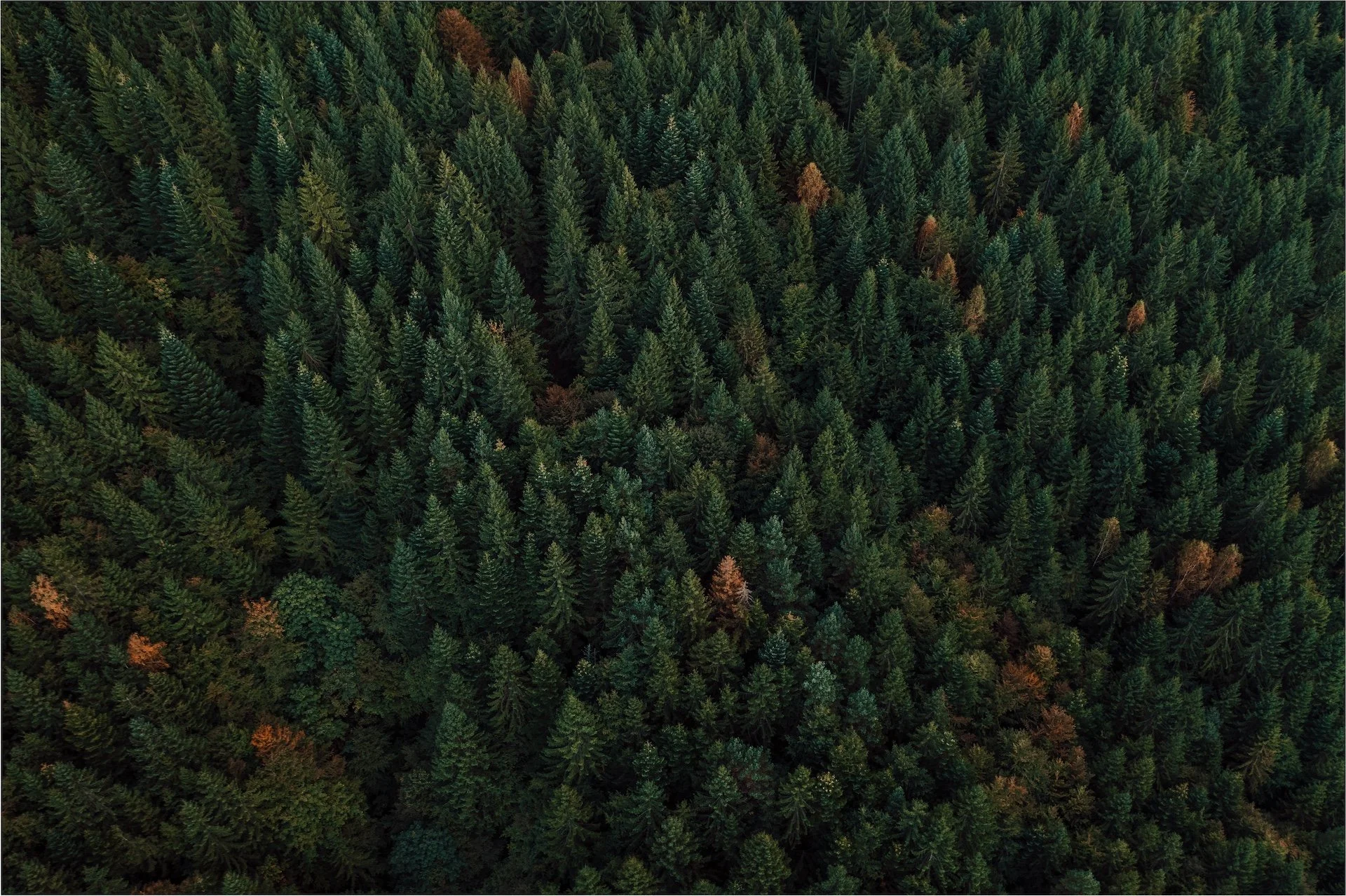 forest with green pine trees