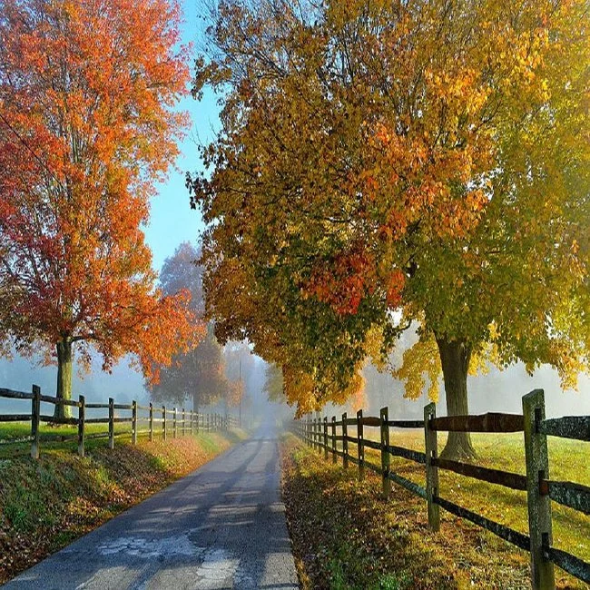 DIY Guide: What You Need To Know To Build A Split Rail Fence