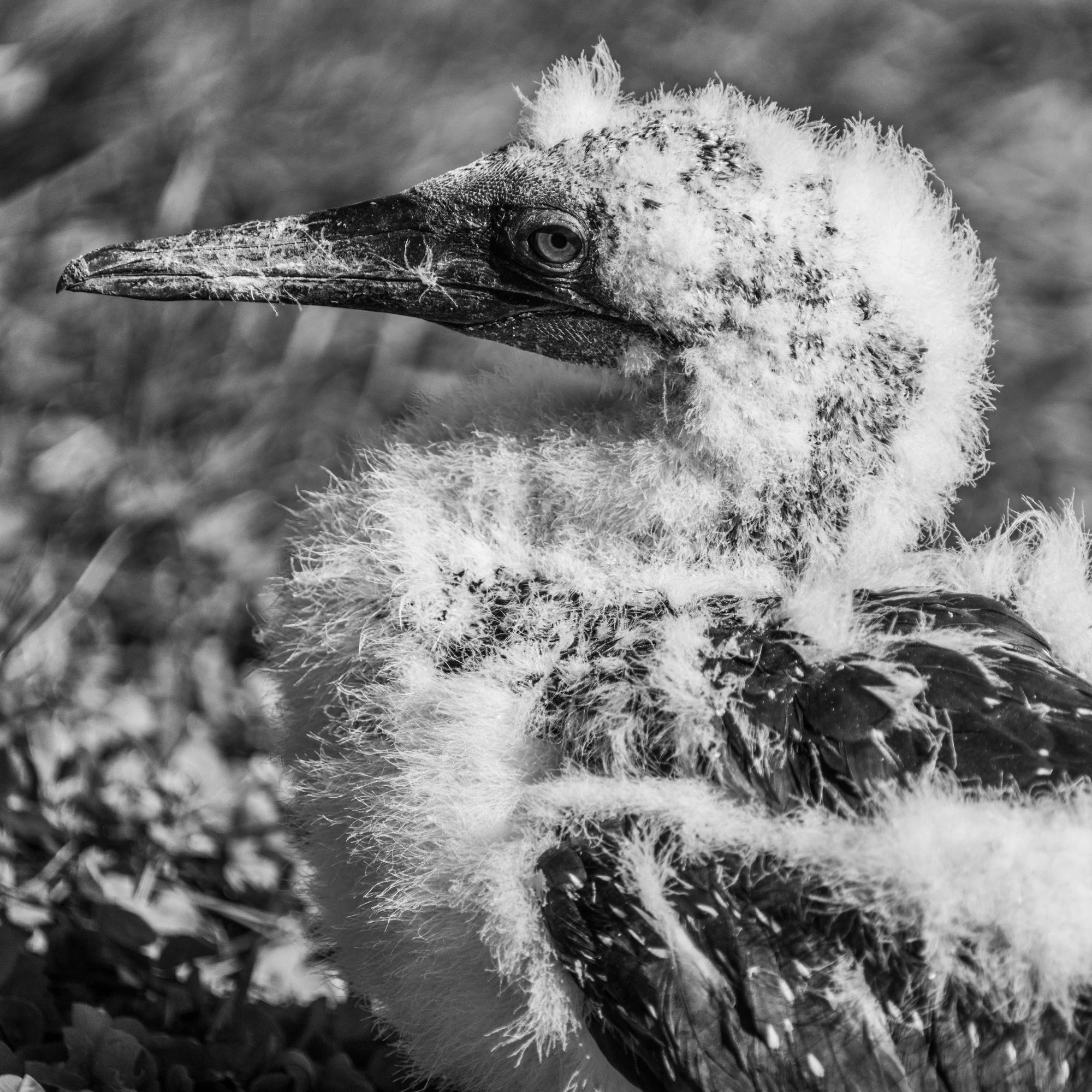 Adolescent Gannet - Bonaventure Island