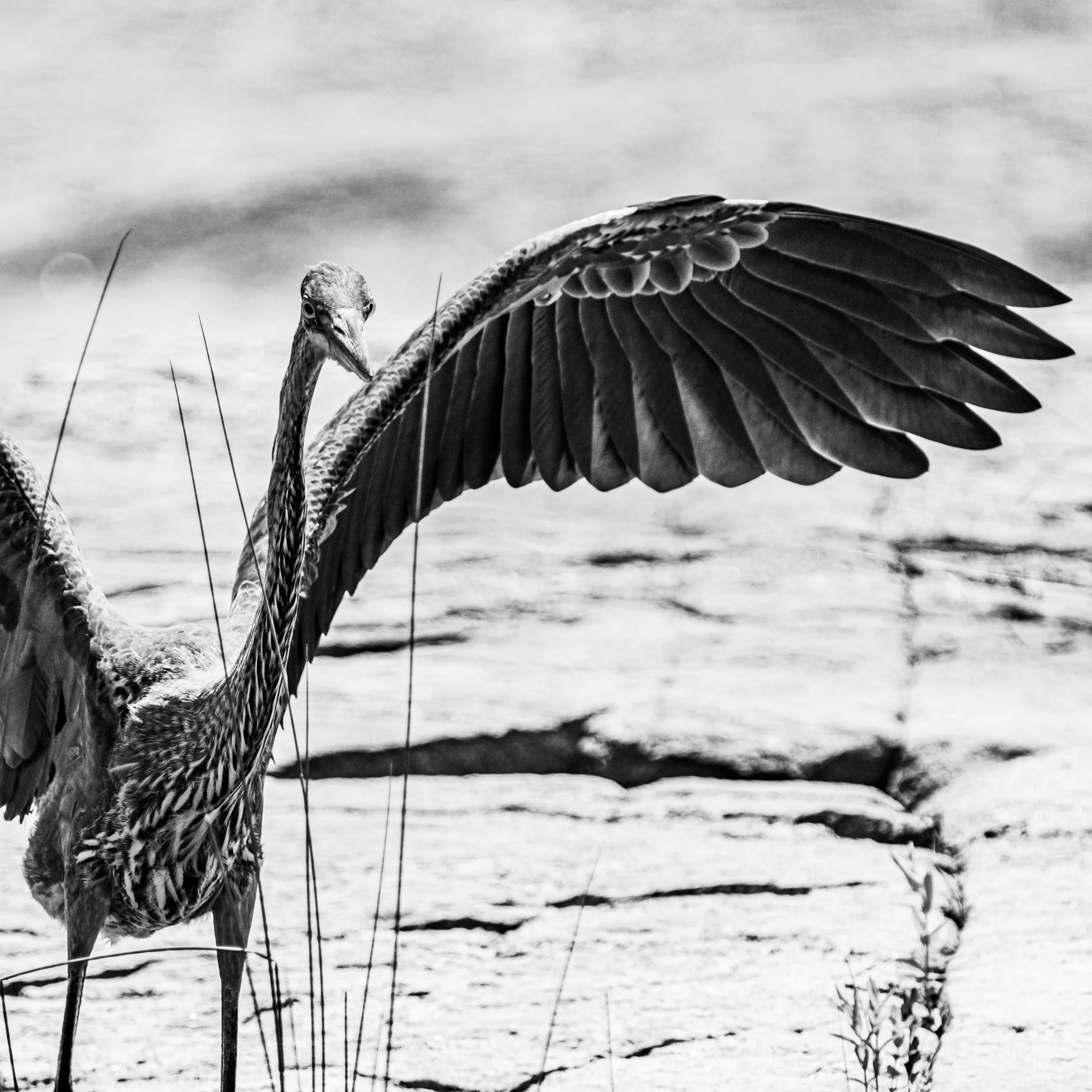 Juvenile Great Blue Heron - Georgian Bay