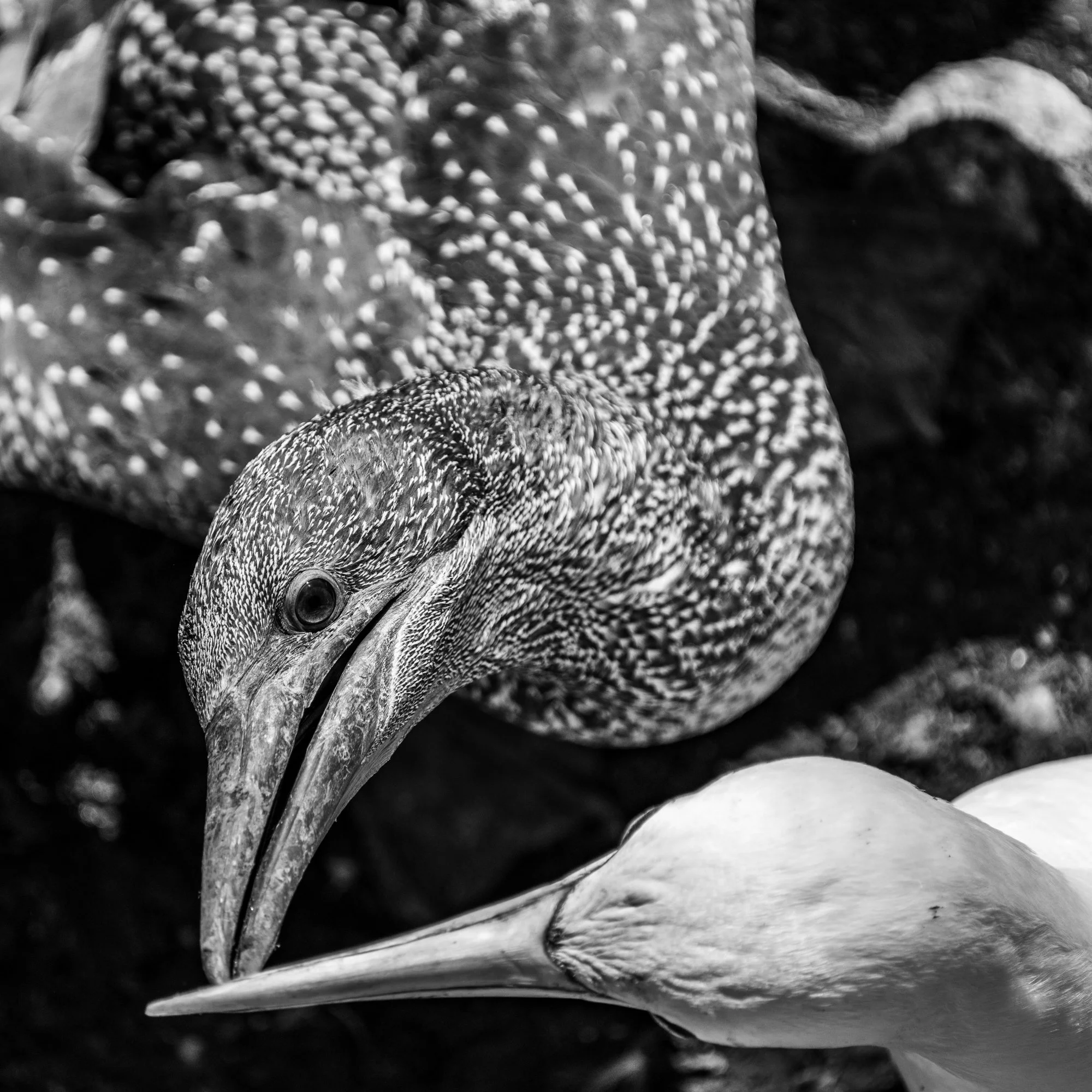 Gannets - Bonaventure Island, Gaspe