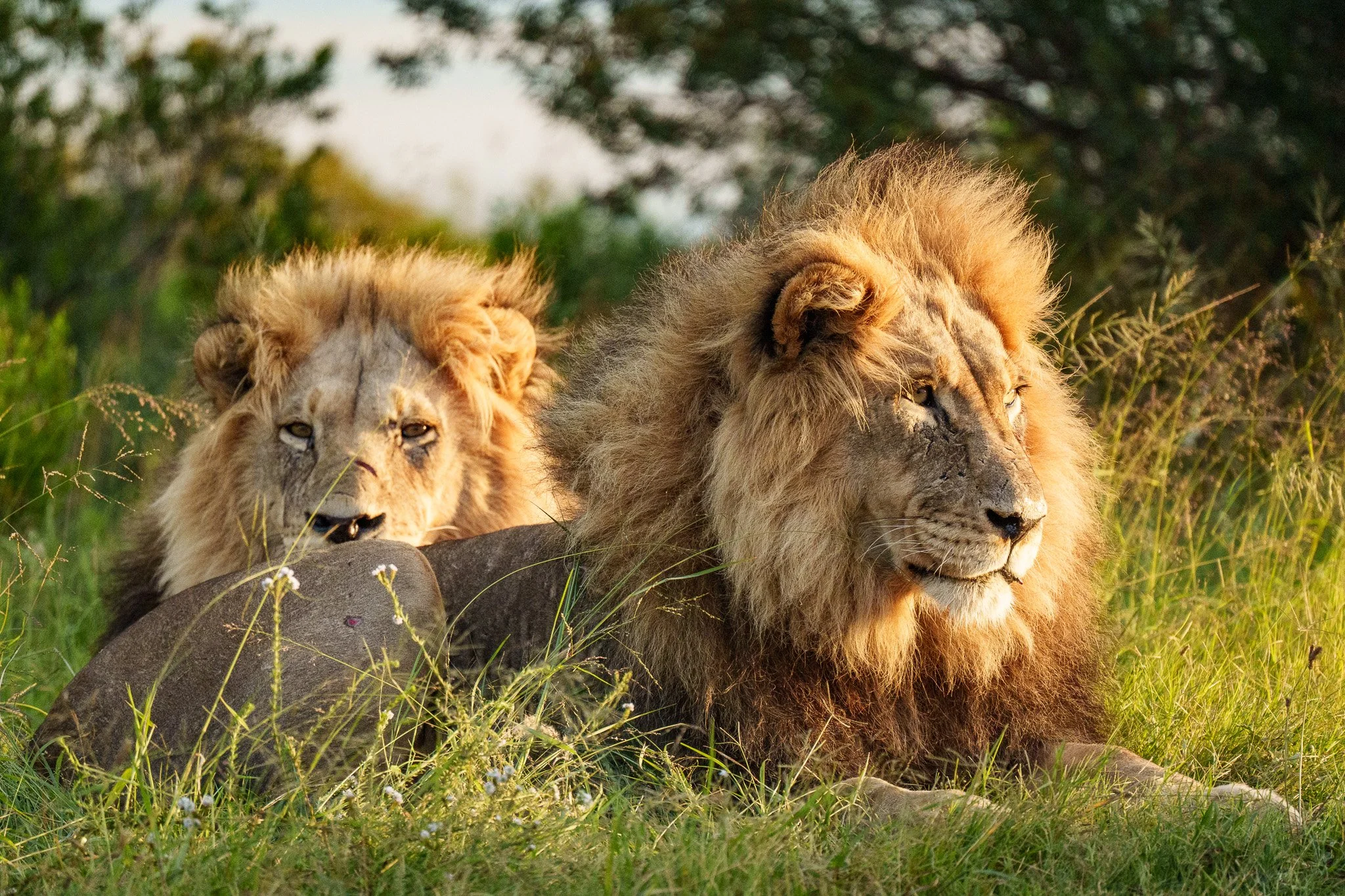 Lions, Addo NP