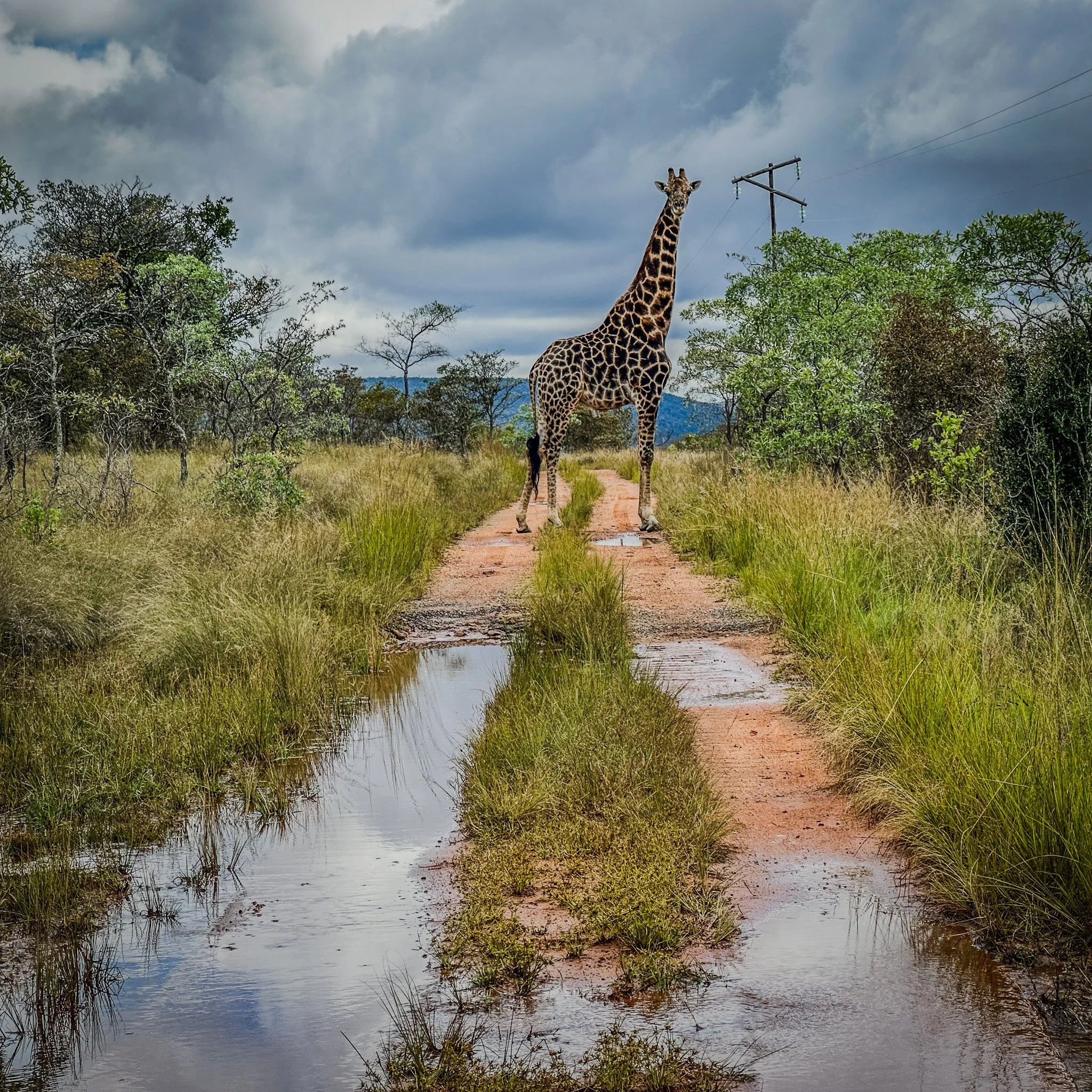 Giraffe, Lindani Lodges