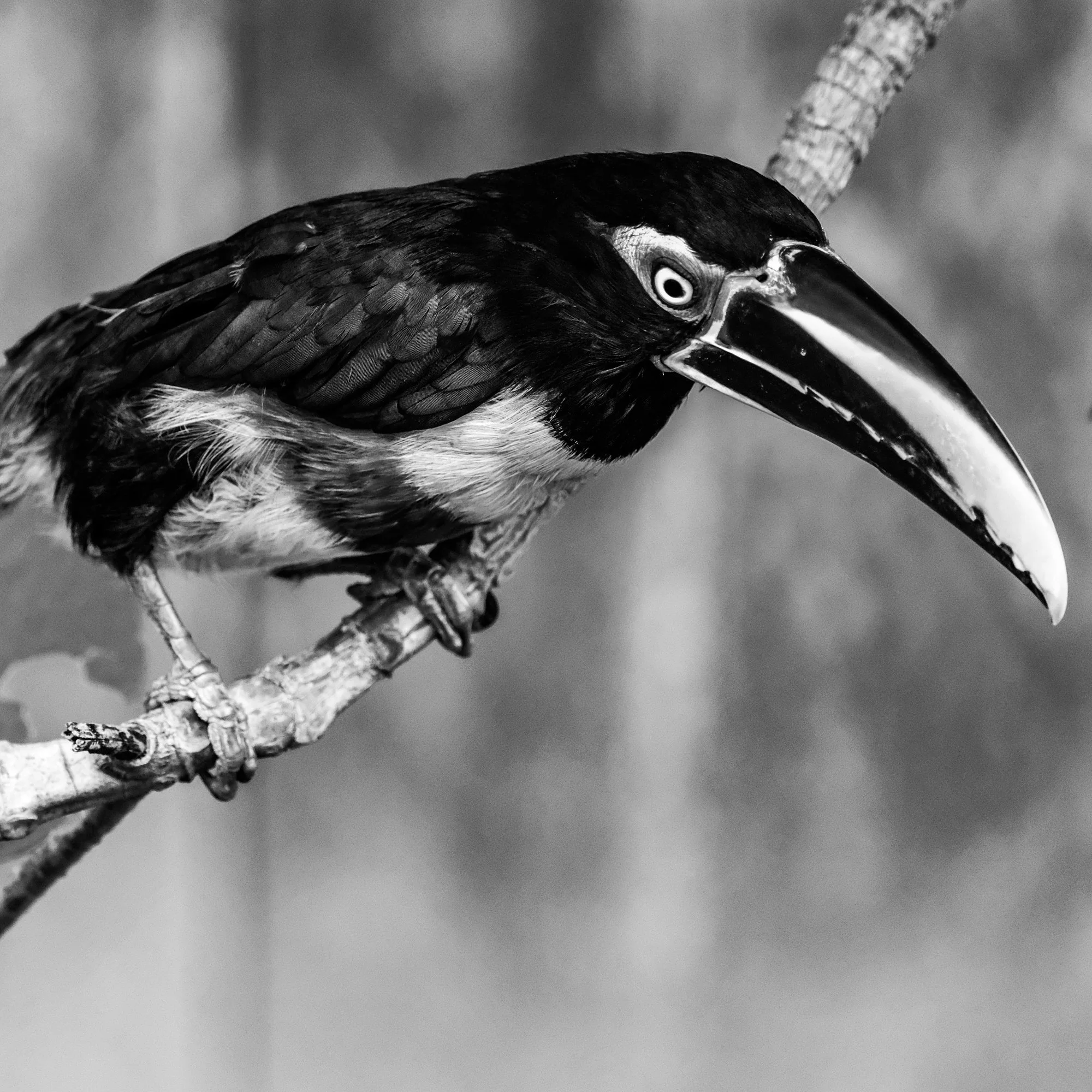 Toucan - Amazonia, Peru