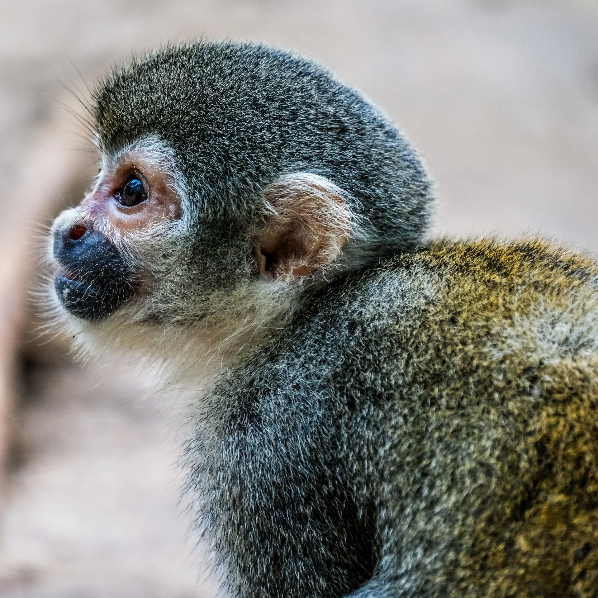 20181112-Amazonia-8.jpg