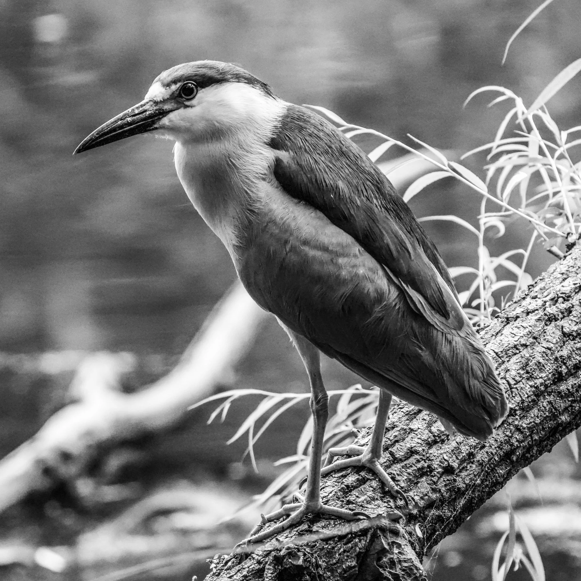 Kingfisher 2 - High Park, Toronto