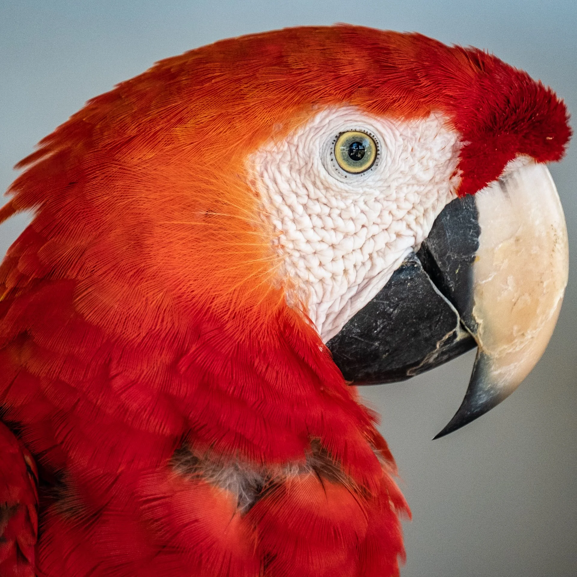 Amazonia