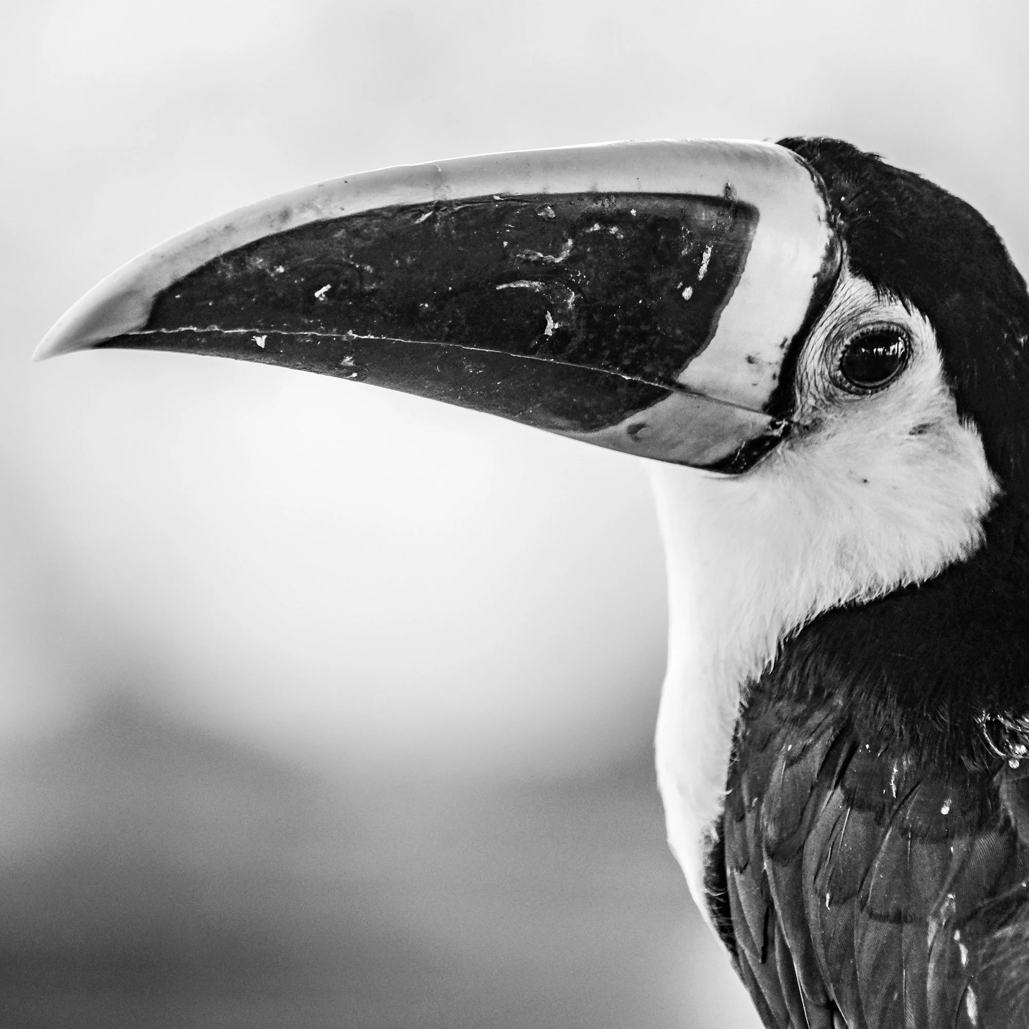 Wildlife-3.jpg