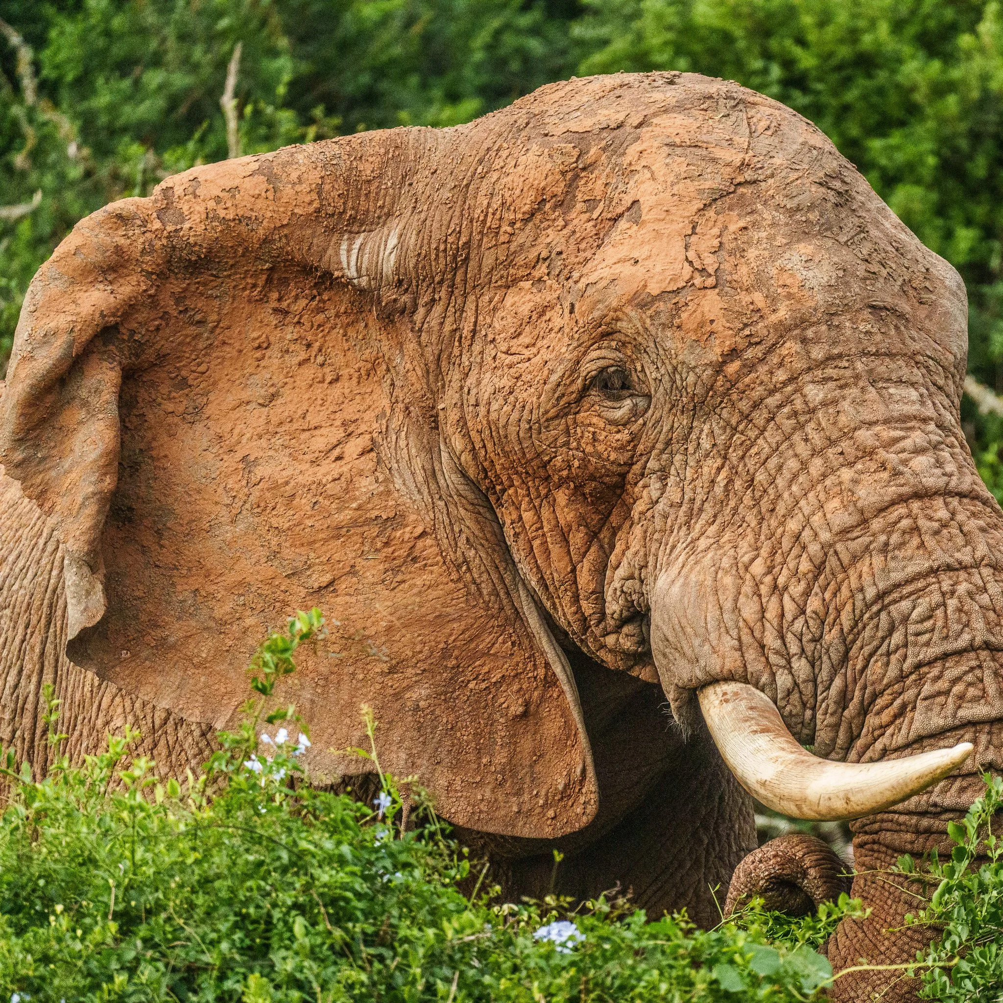Elephant, Addo NP