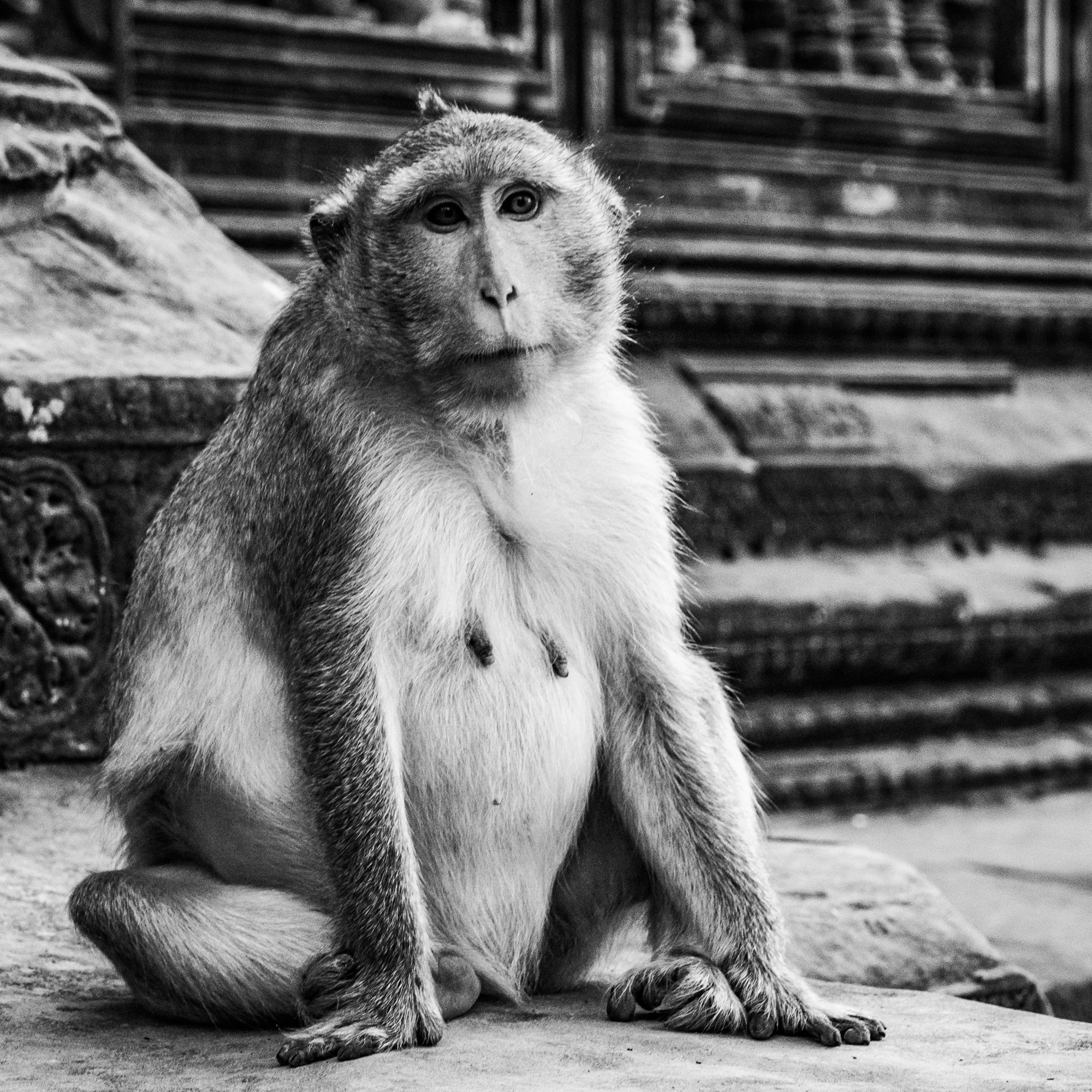 Monkey - Ankor Wat