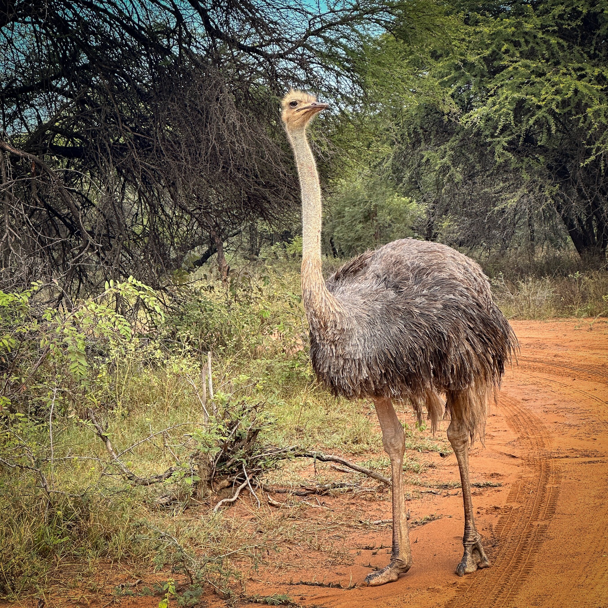 Ostrich, Marakele NP