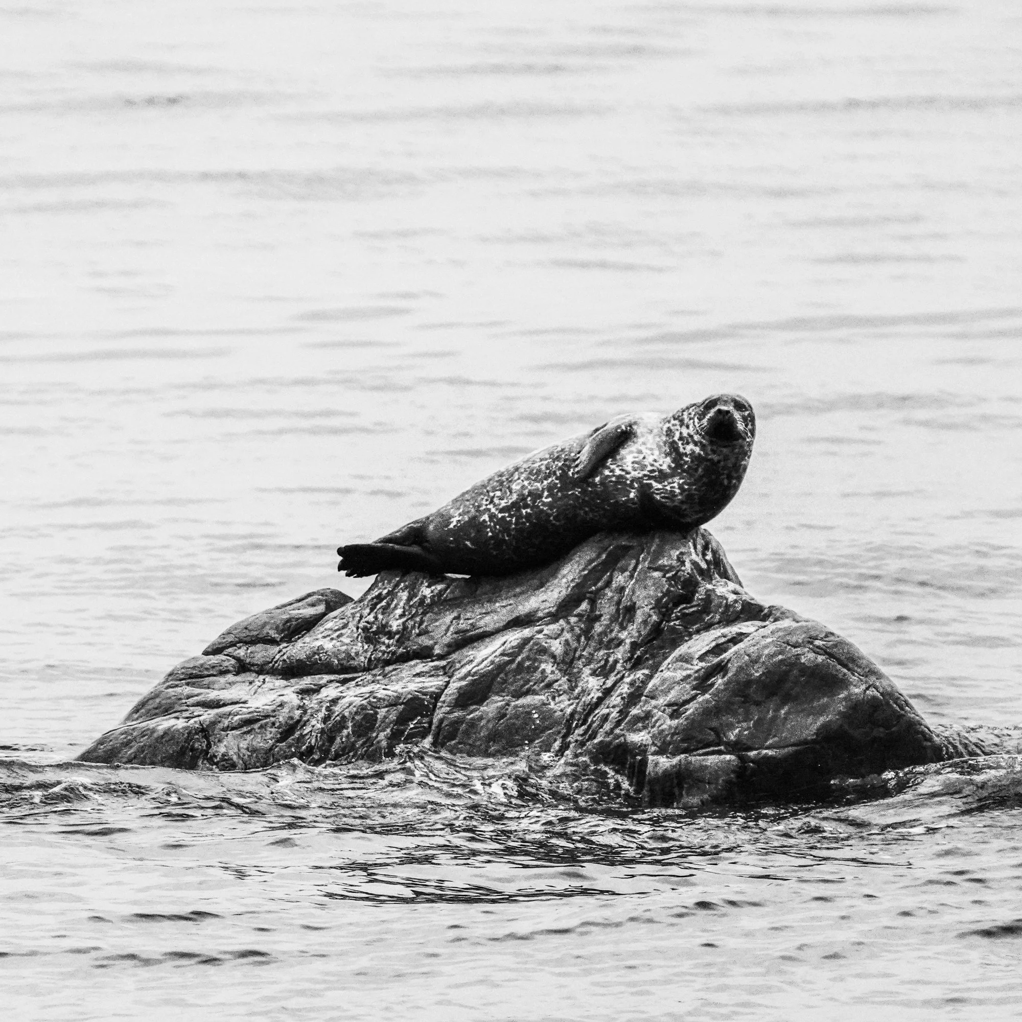 Seal - Gaspe