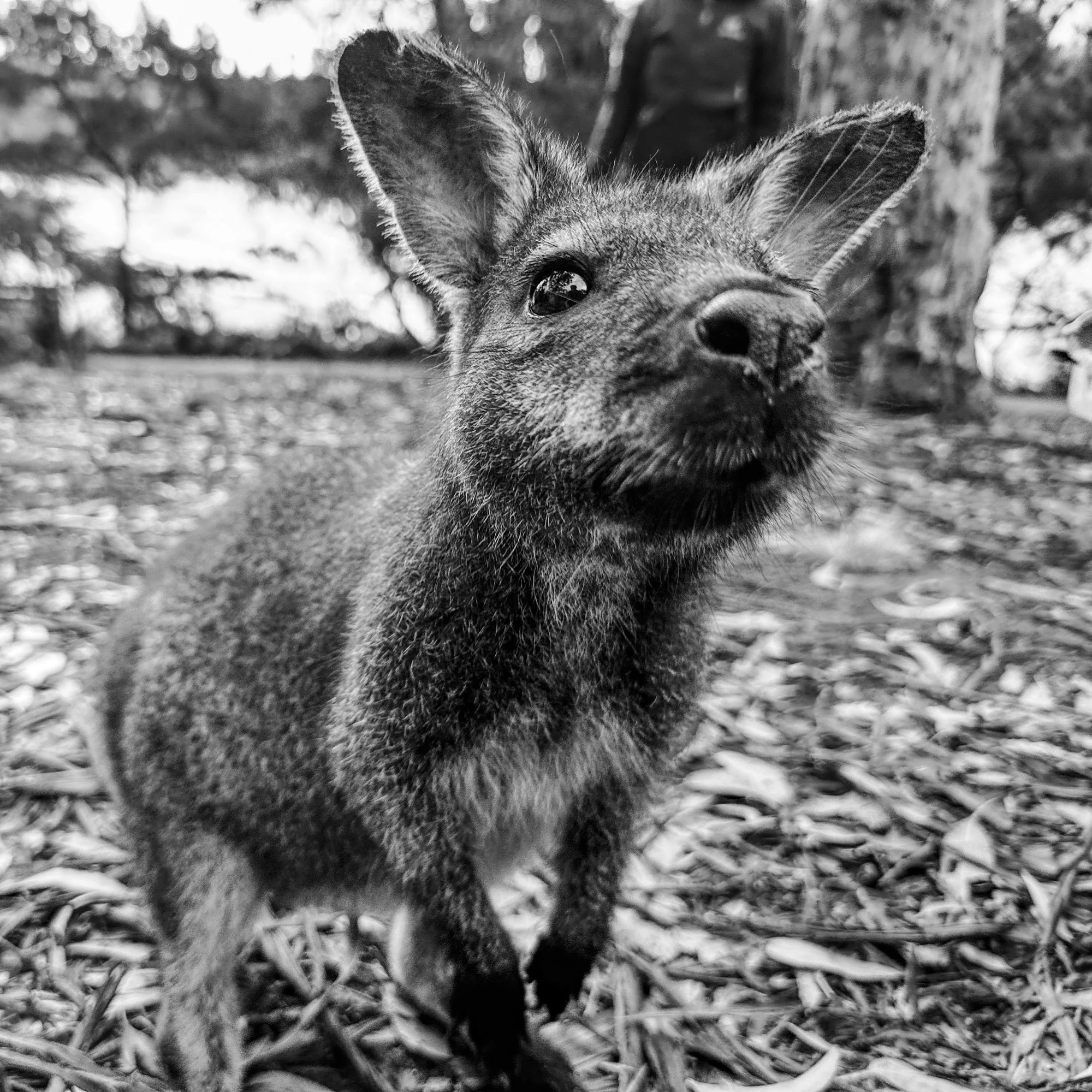 Pademelon - Tasmania
