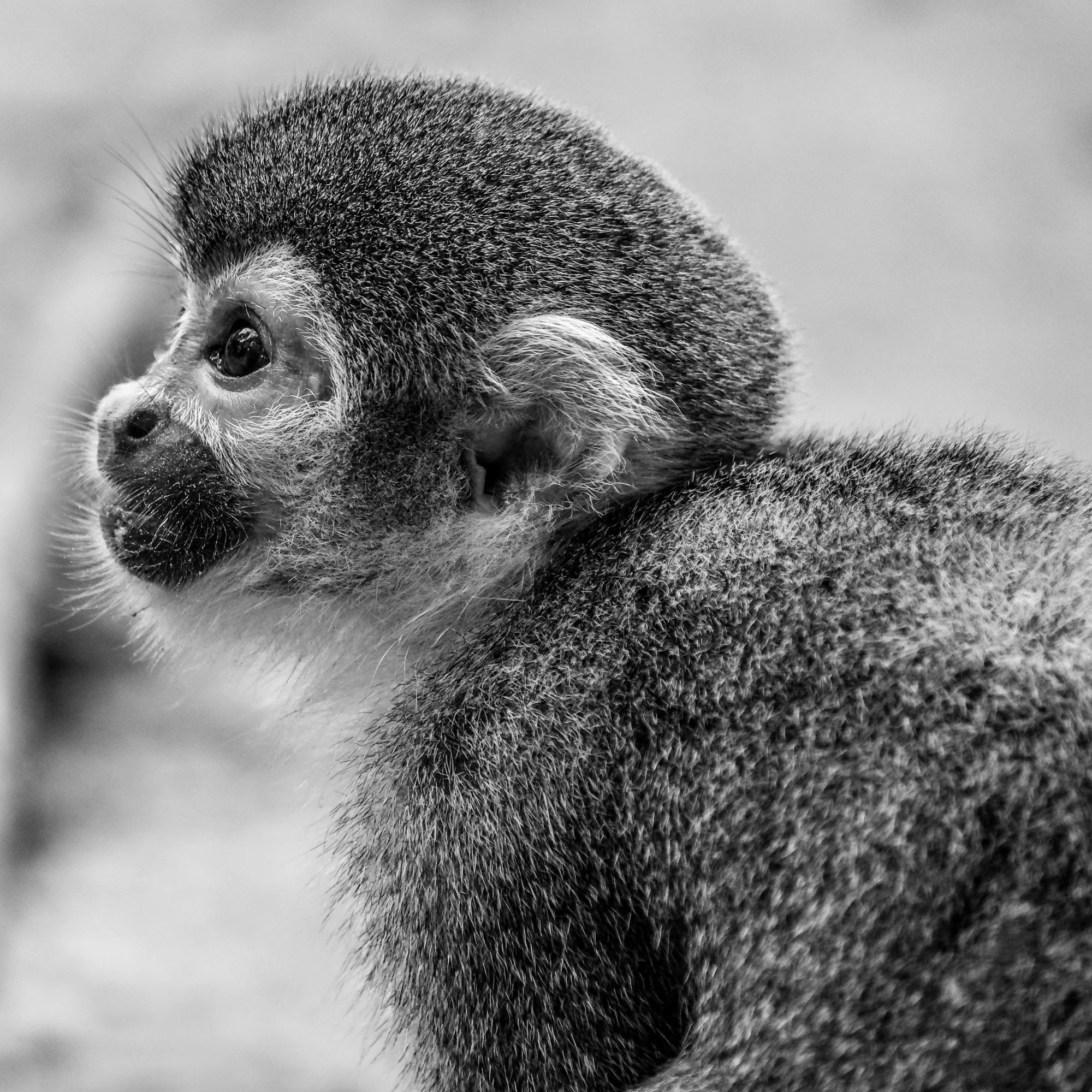 Monkey - Amazonia, Peru