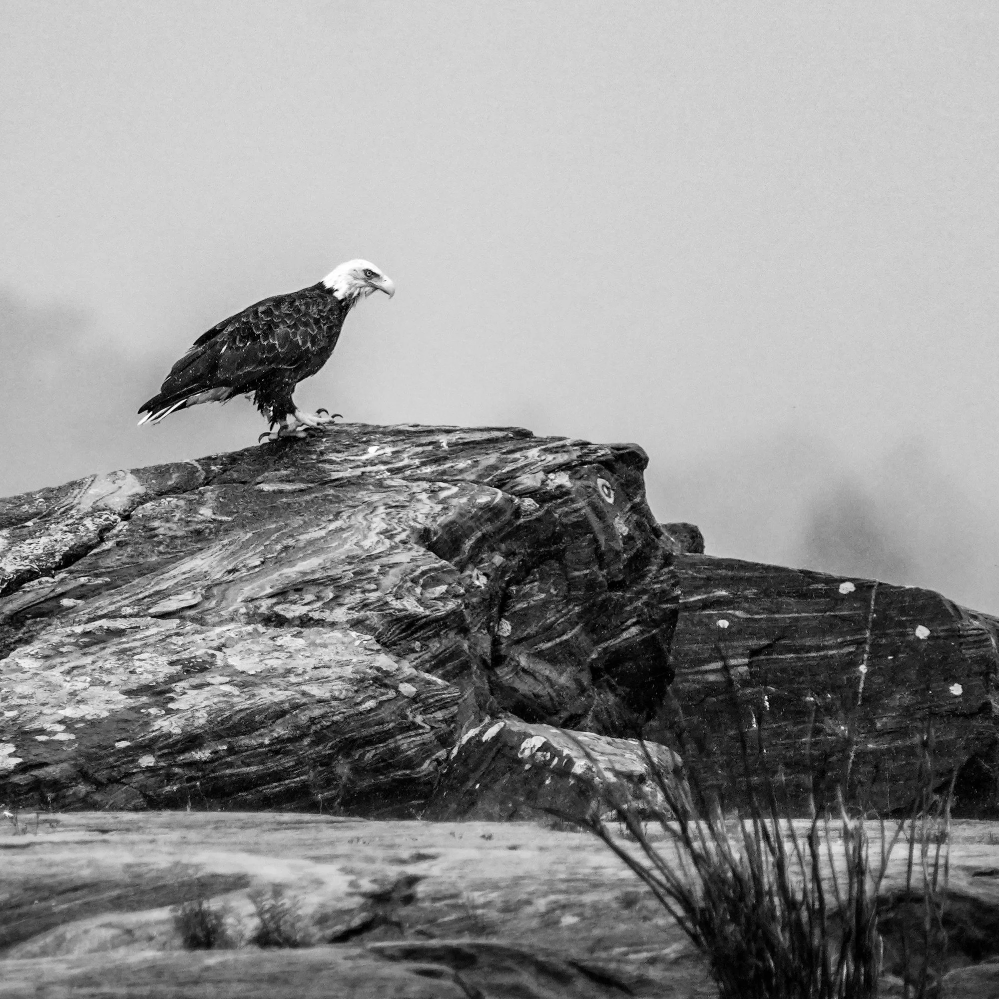 Bald Eagle 4 - Georgian Bay