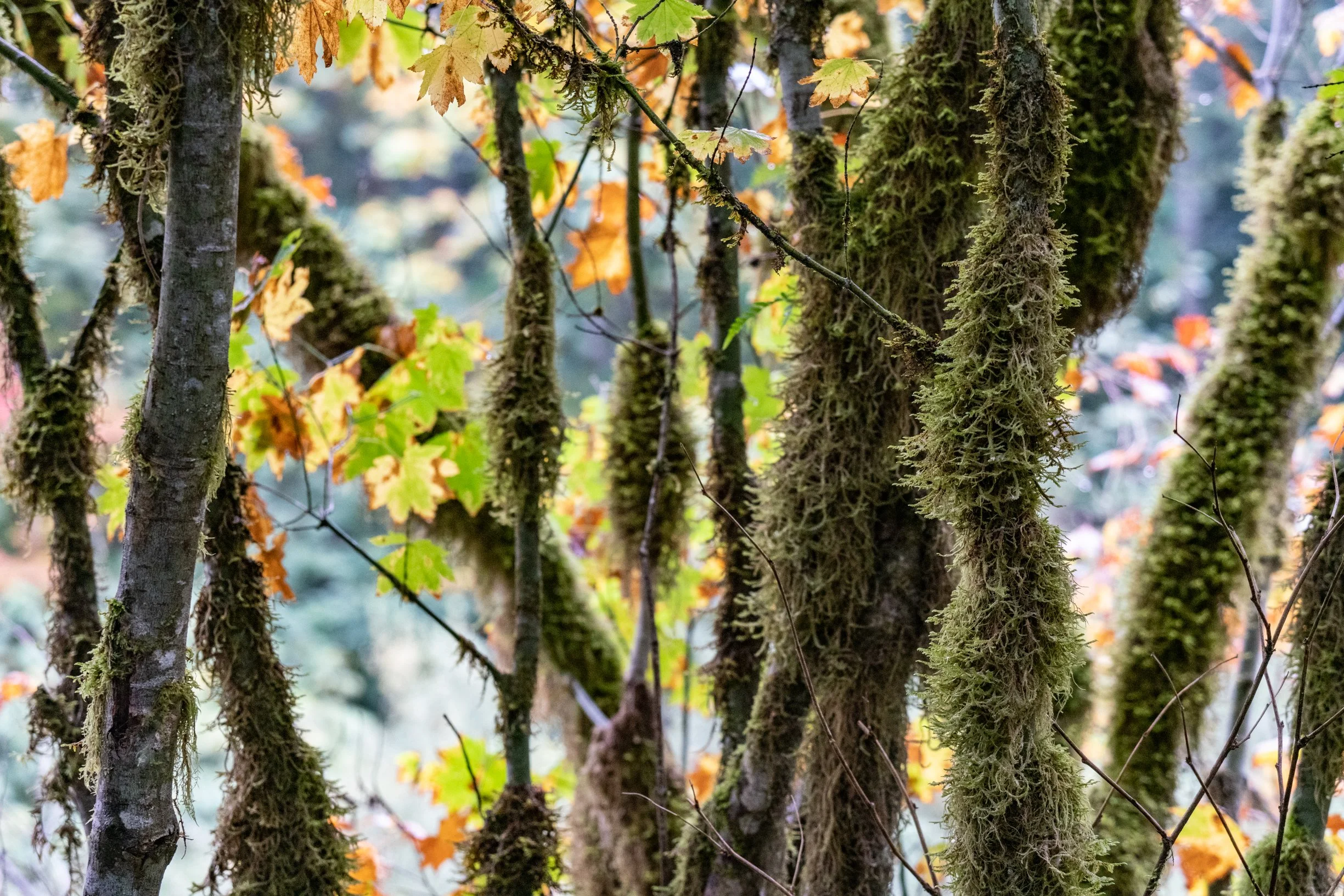 TREES-35228.jpg