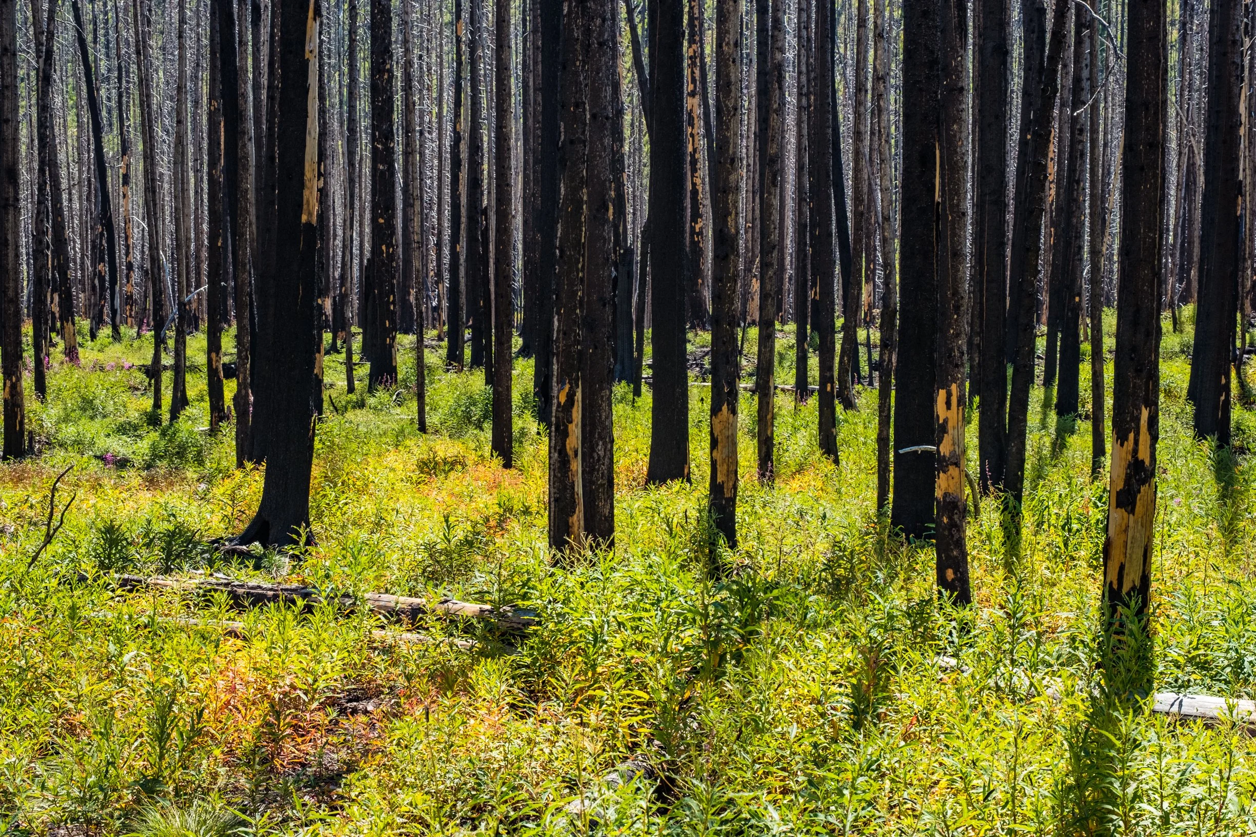 New Growth - Waterton Lakes National Par, Alberta