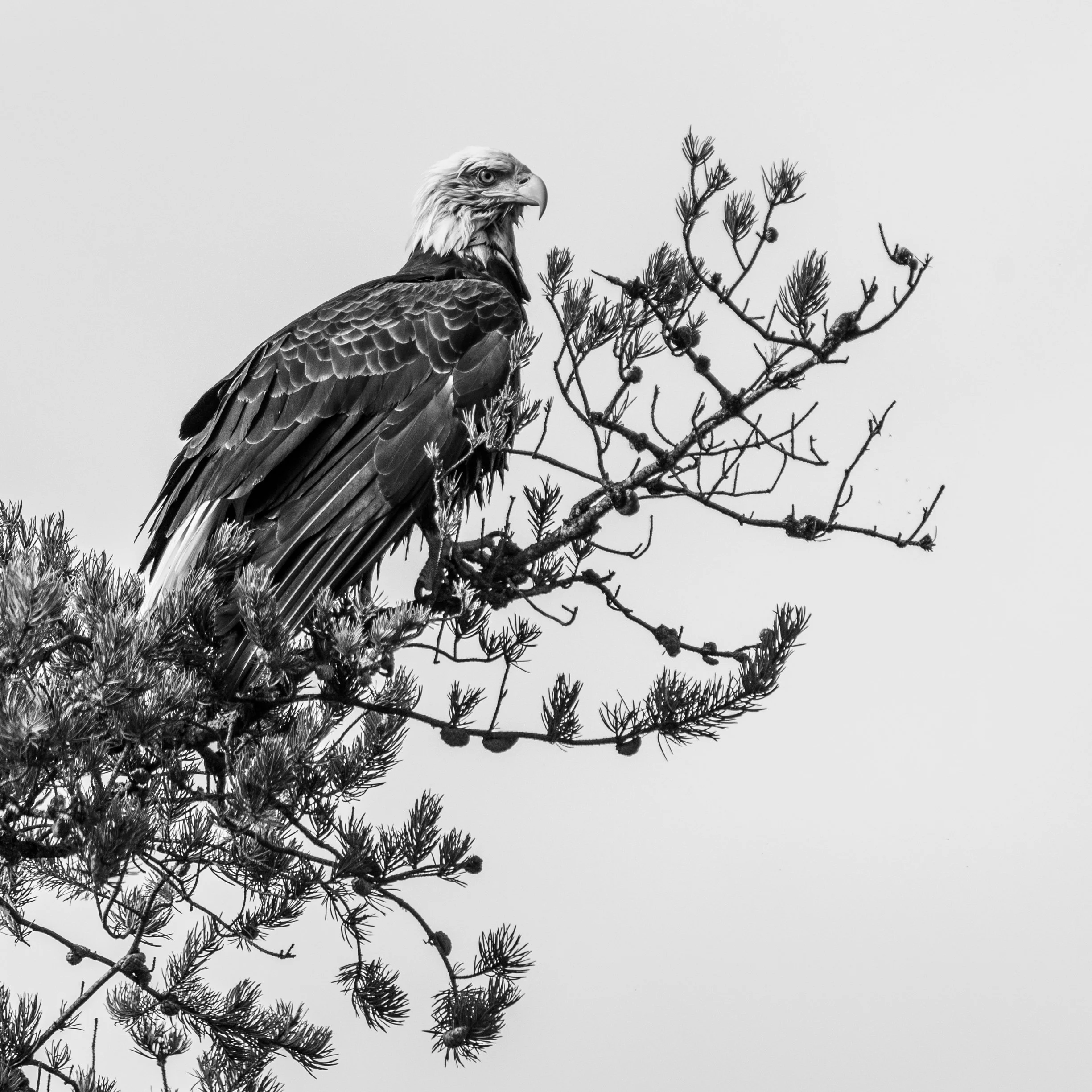 BW2 Birds-6.jpg