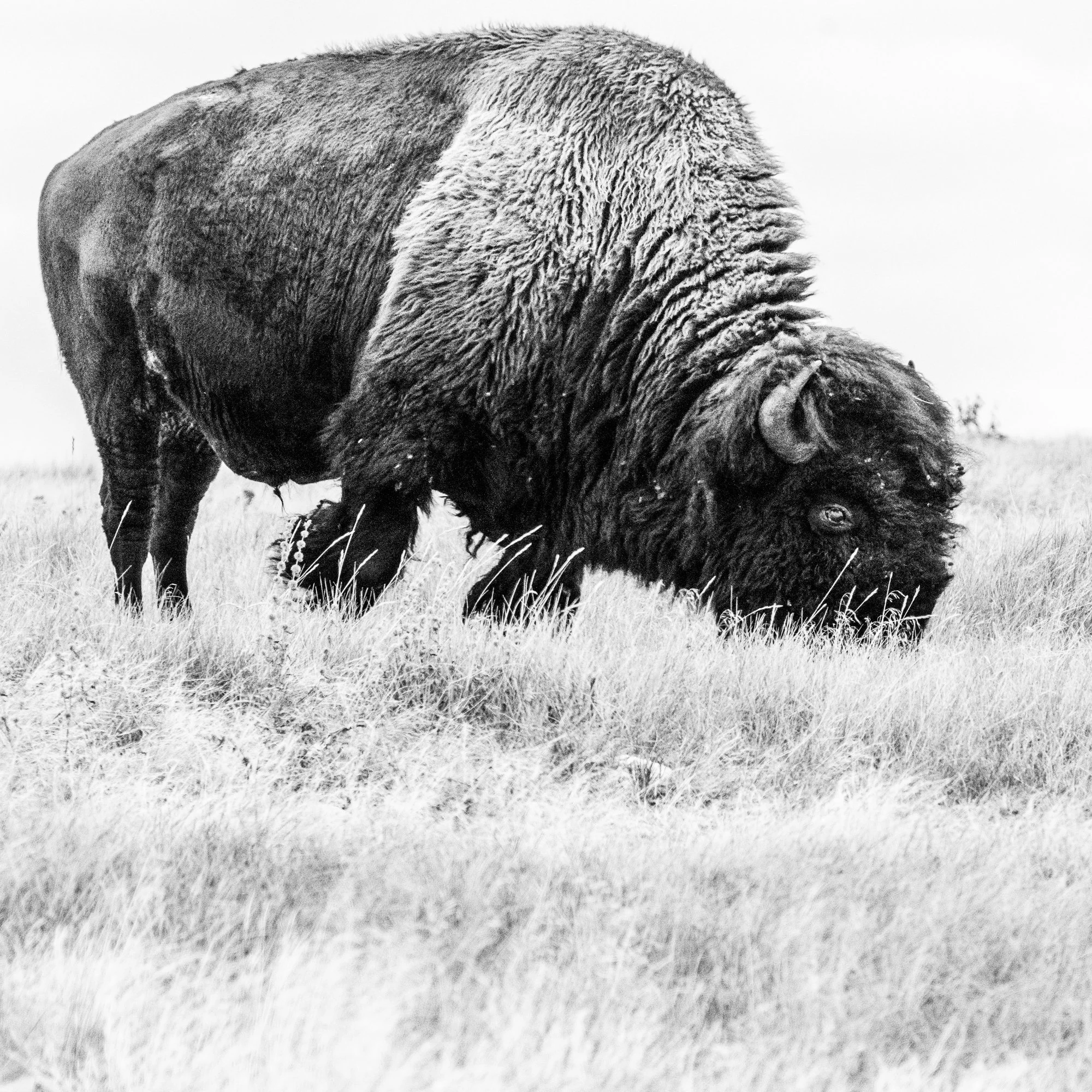 Bison 1- Riding Mountain National Park, Manitoba