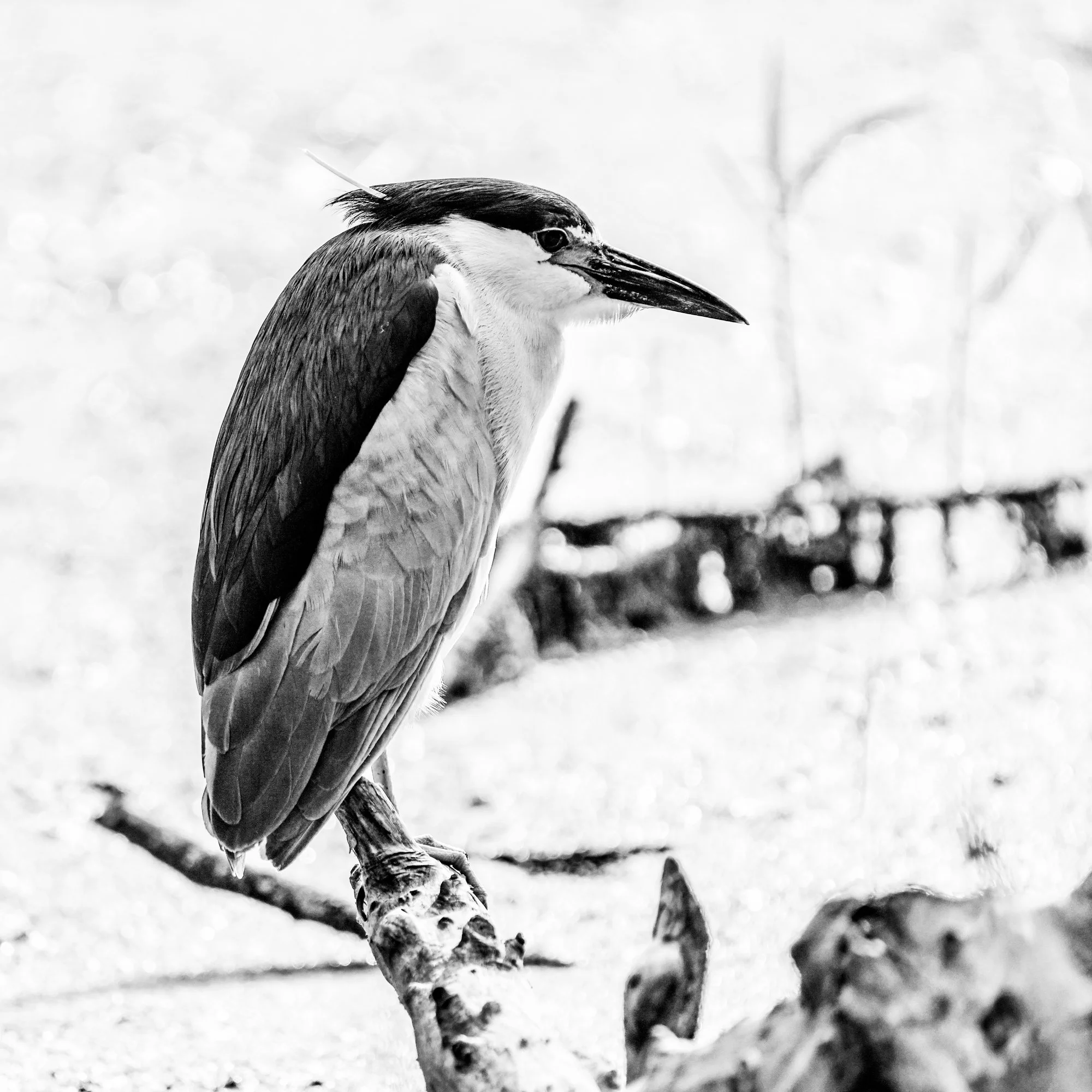 Kingfisher - High Park, Toronto