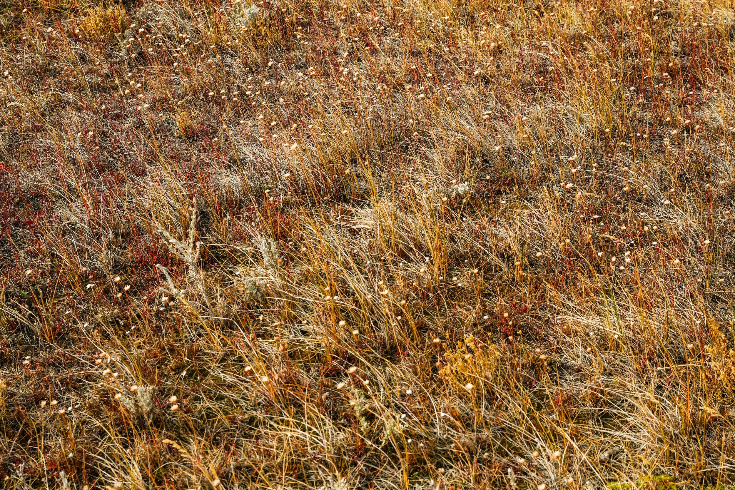 Field-03849.jpg