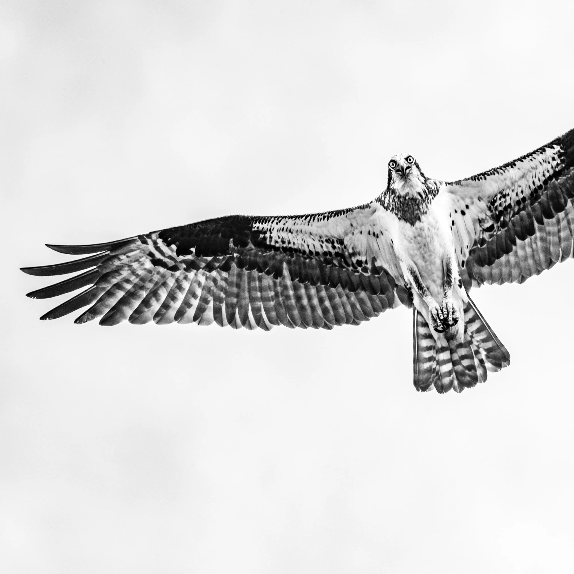Wildlife--4.jpg