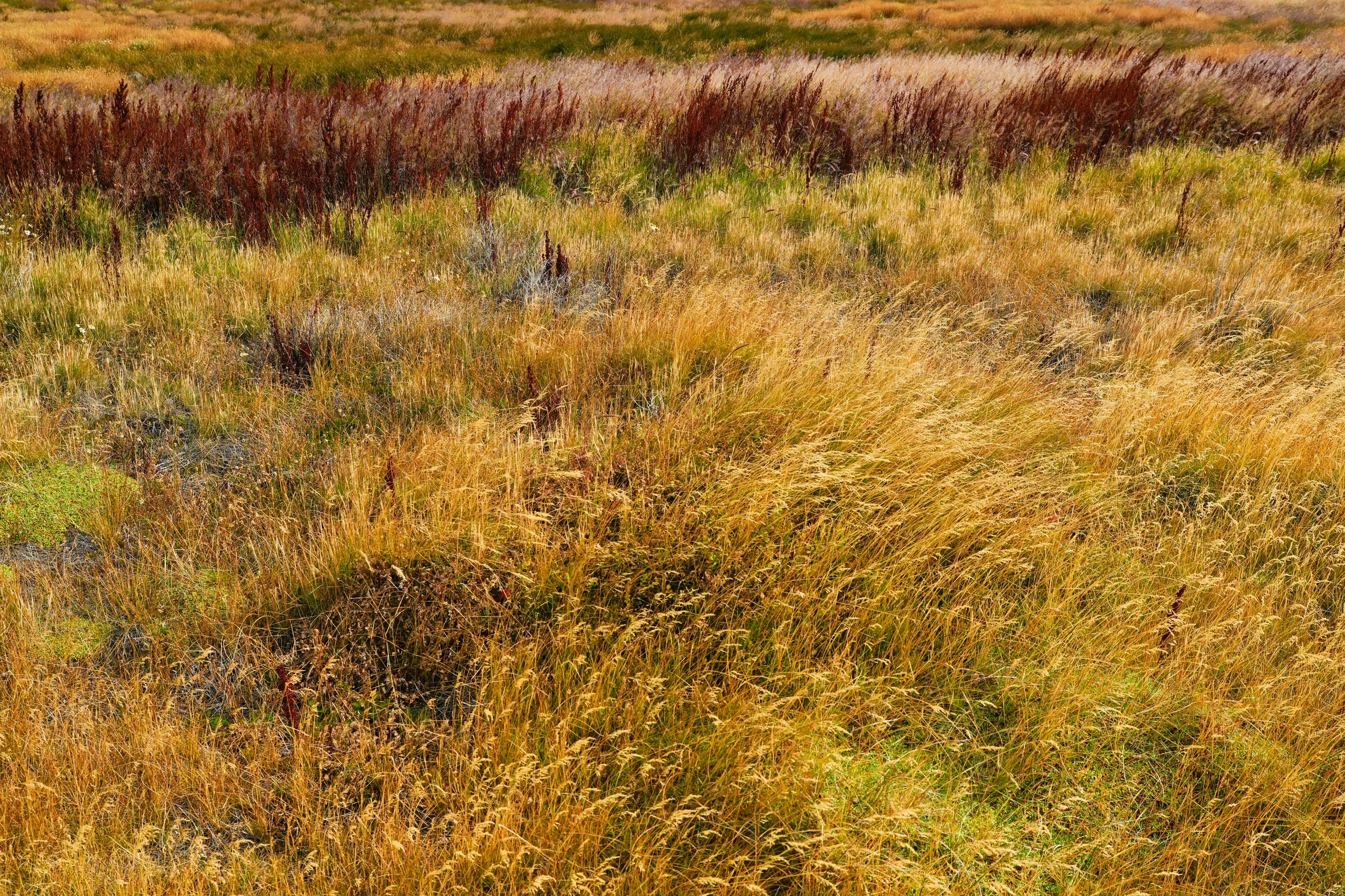 Field-03854.jpg