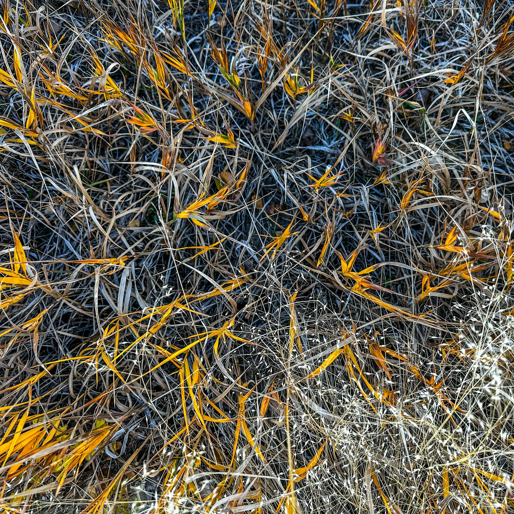 Field-0137.jpg