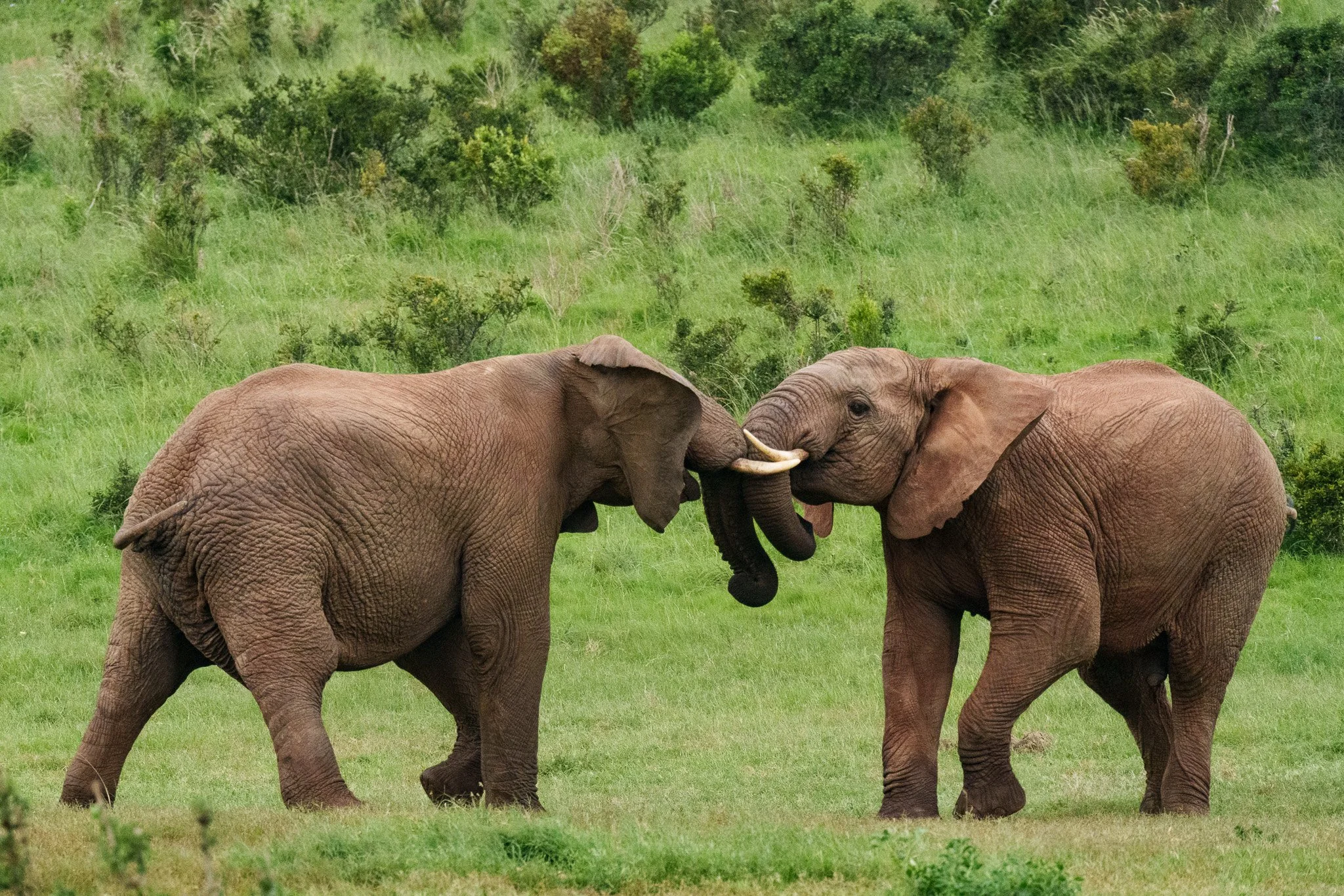 Adolescent elephants, Addo  NP
