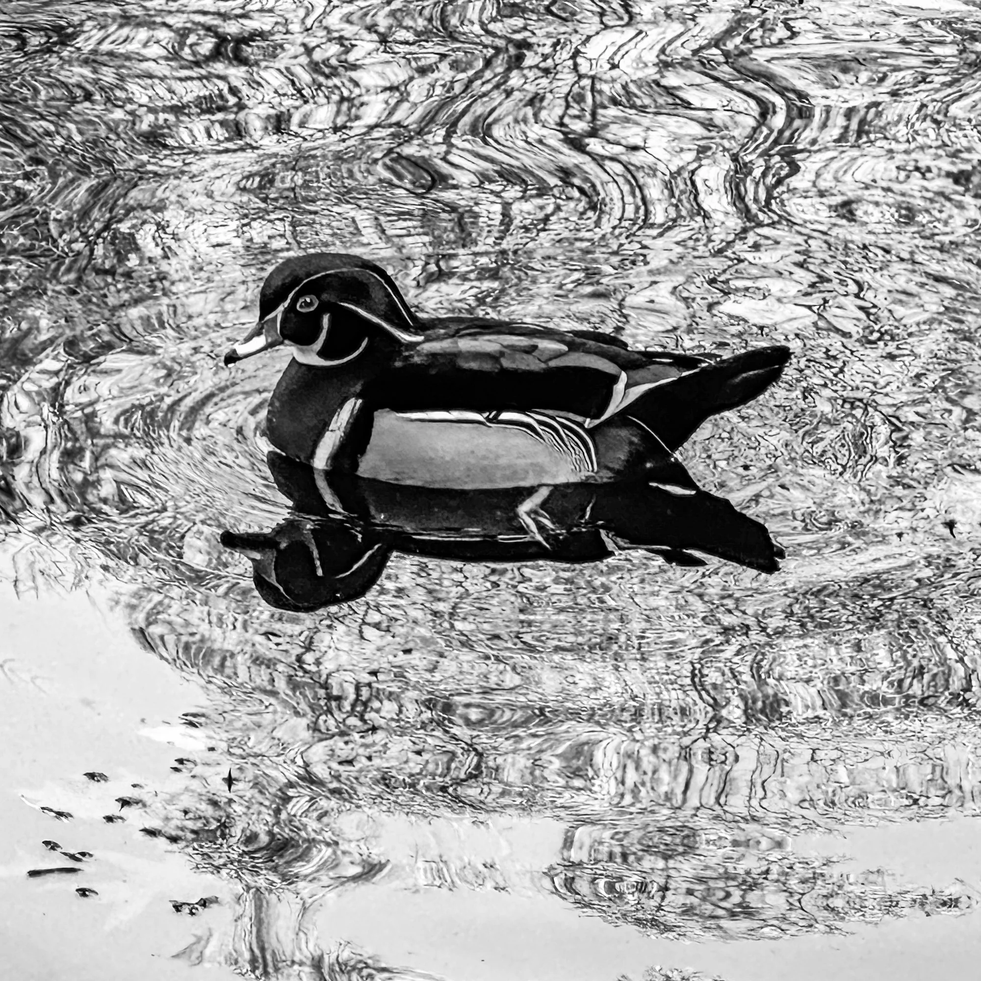 Duck 2 - High Park