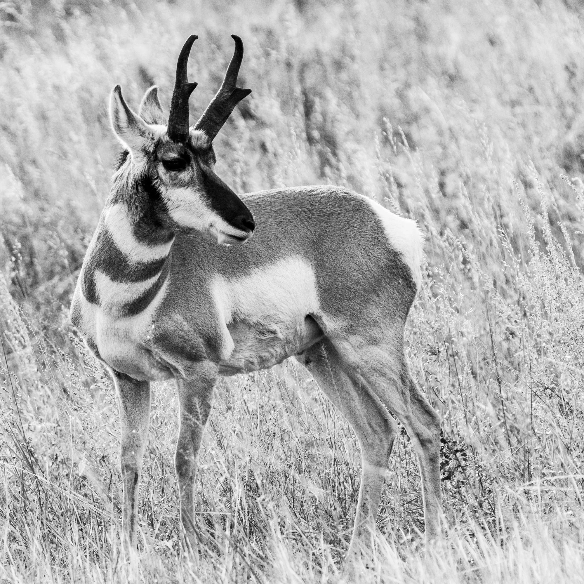Pronghorn - Custer State Park, South Dakota