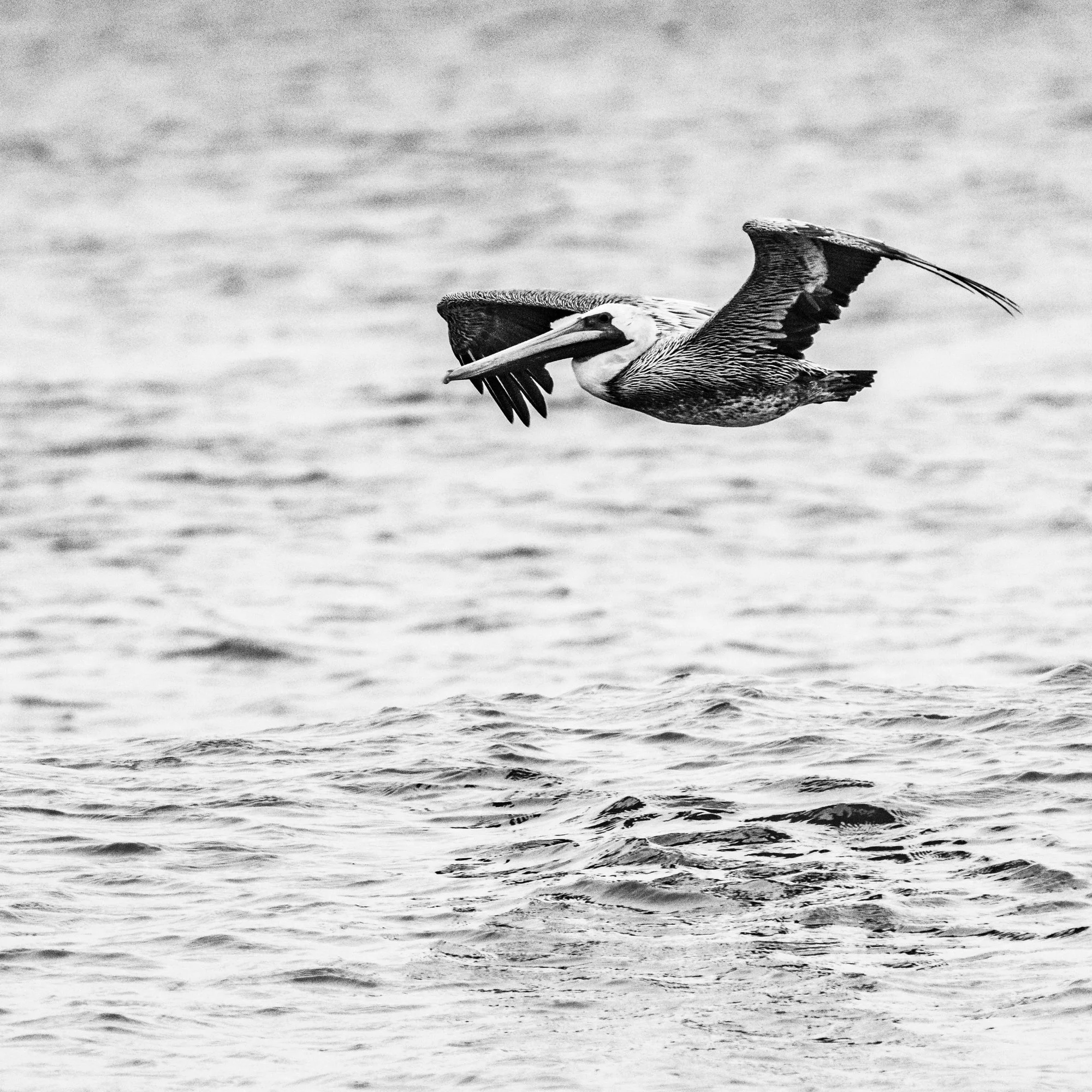 Pelican 3 - Outer Banks, North Carolina