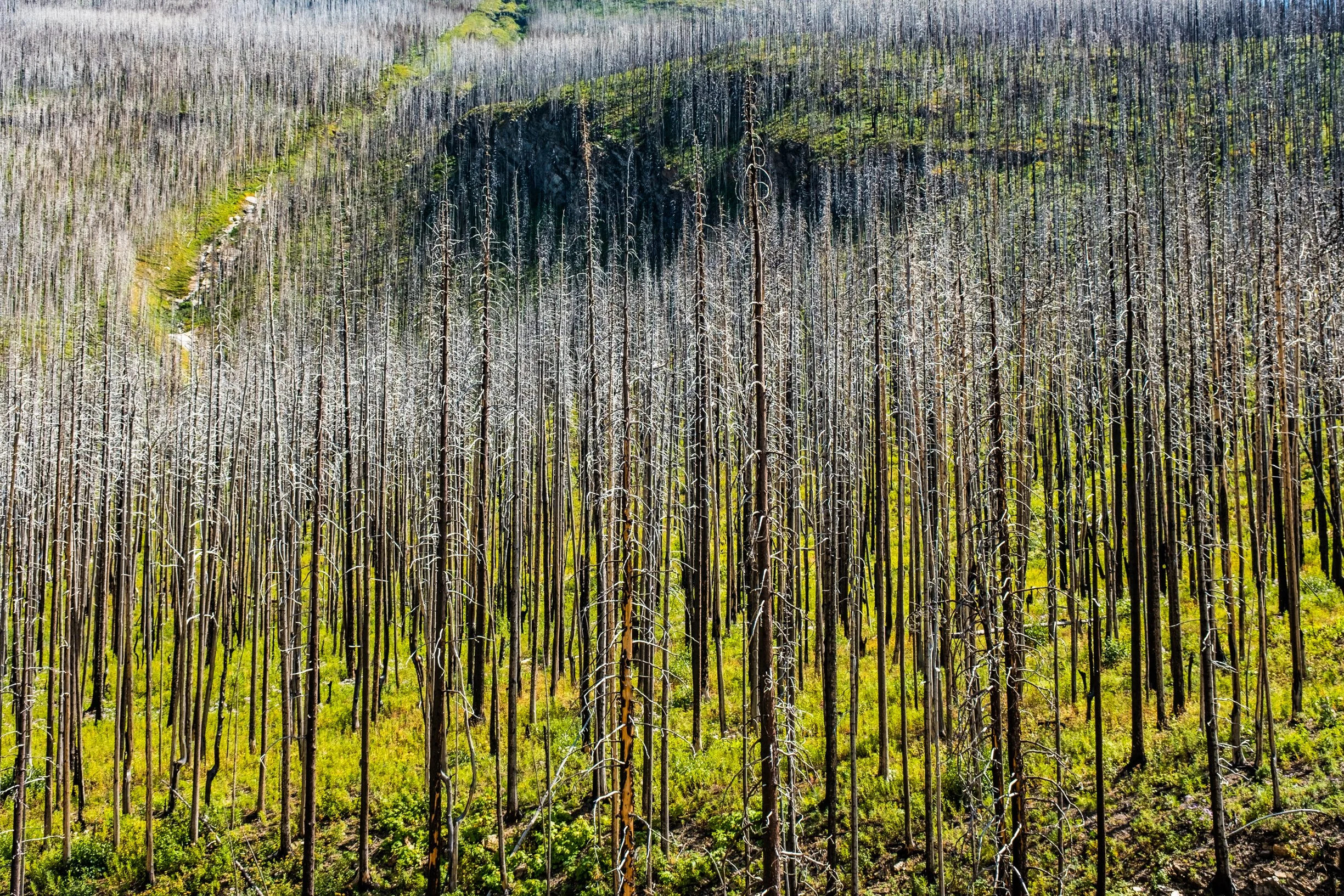 TREES-7627.jpg