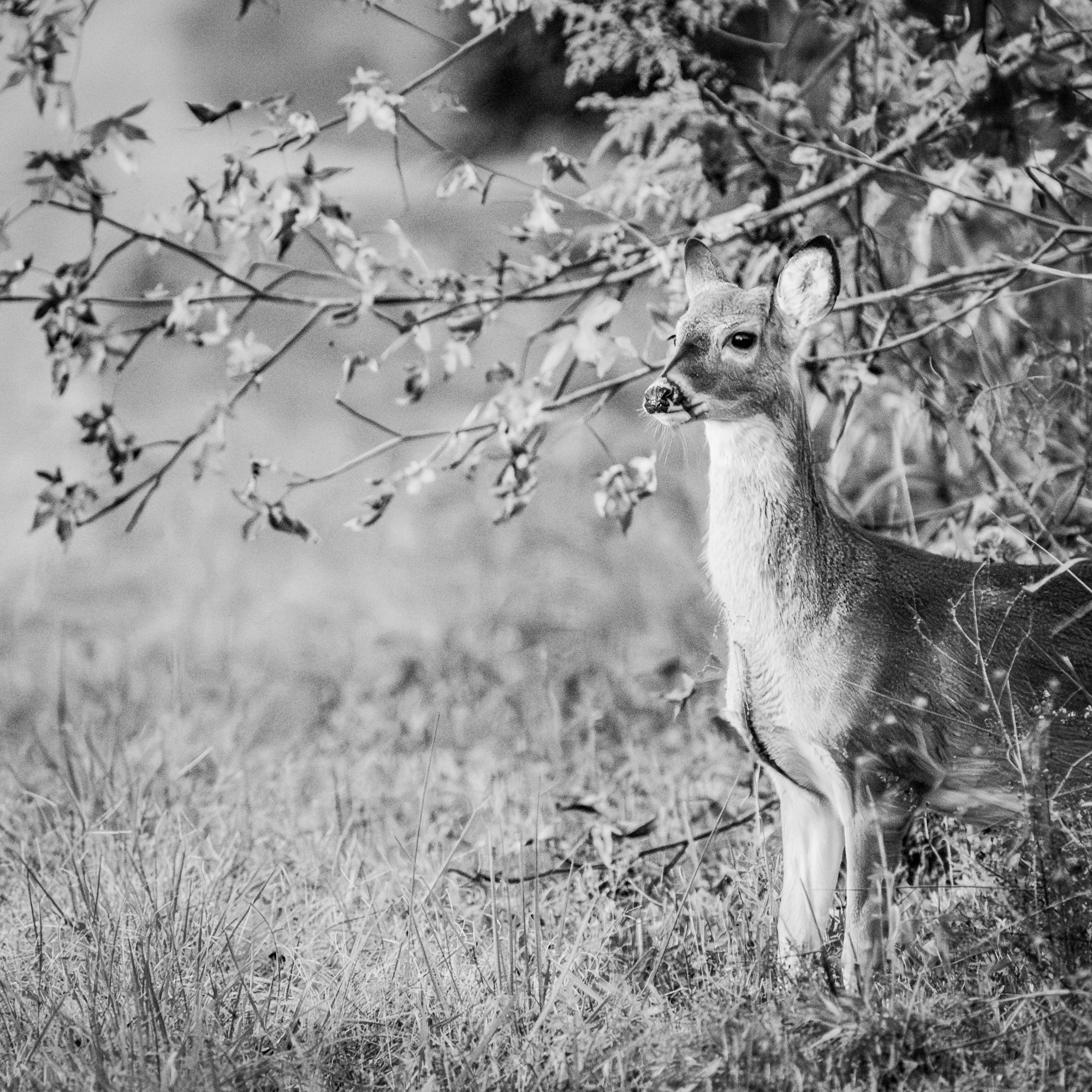 Deer - Great Dismal Swamp, Virginia