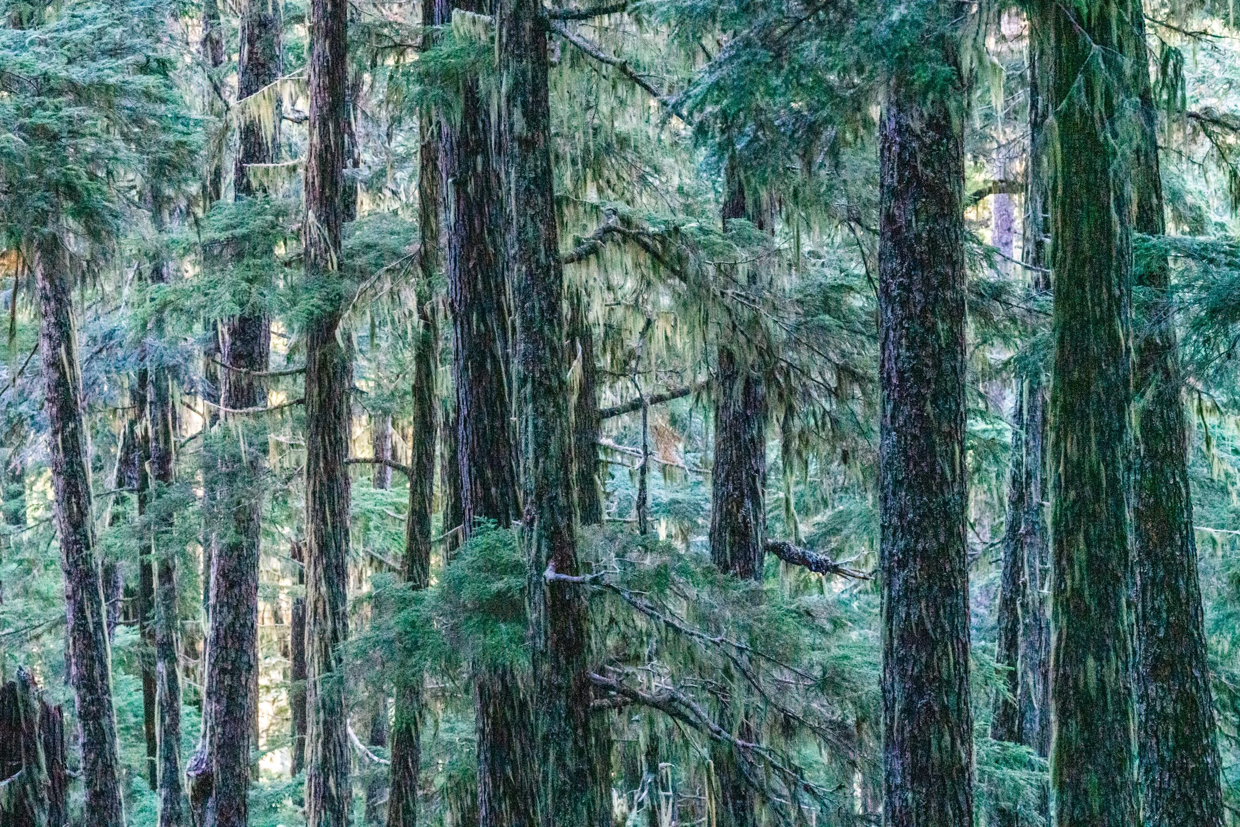 TREES-35159.jpg