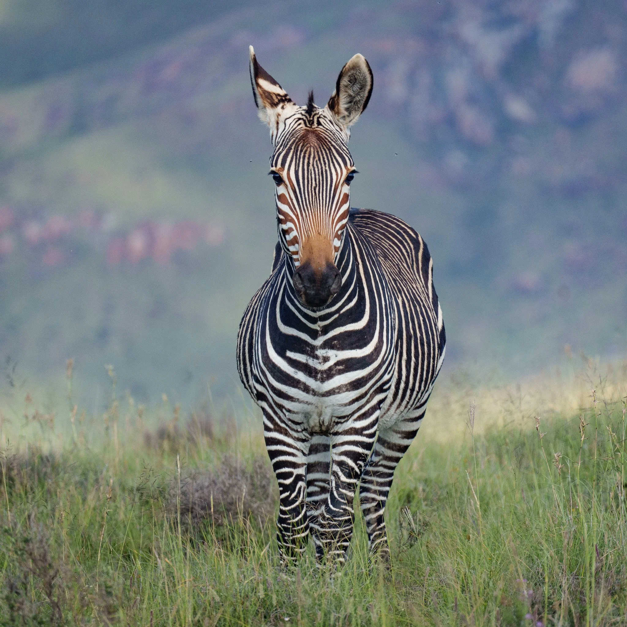 Mountain Zebra, Mountain Zebra NP