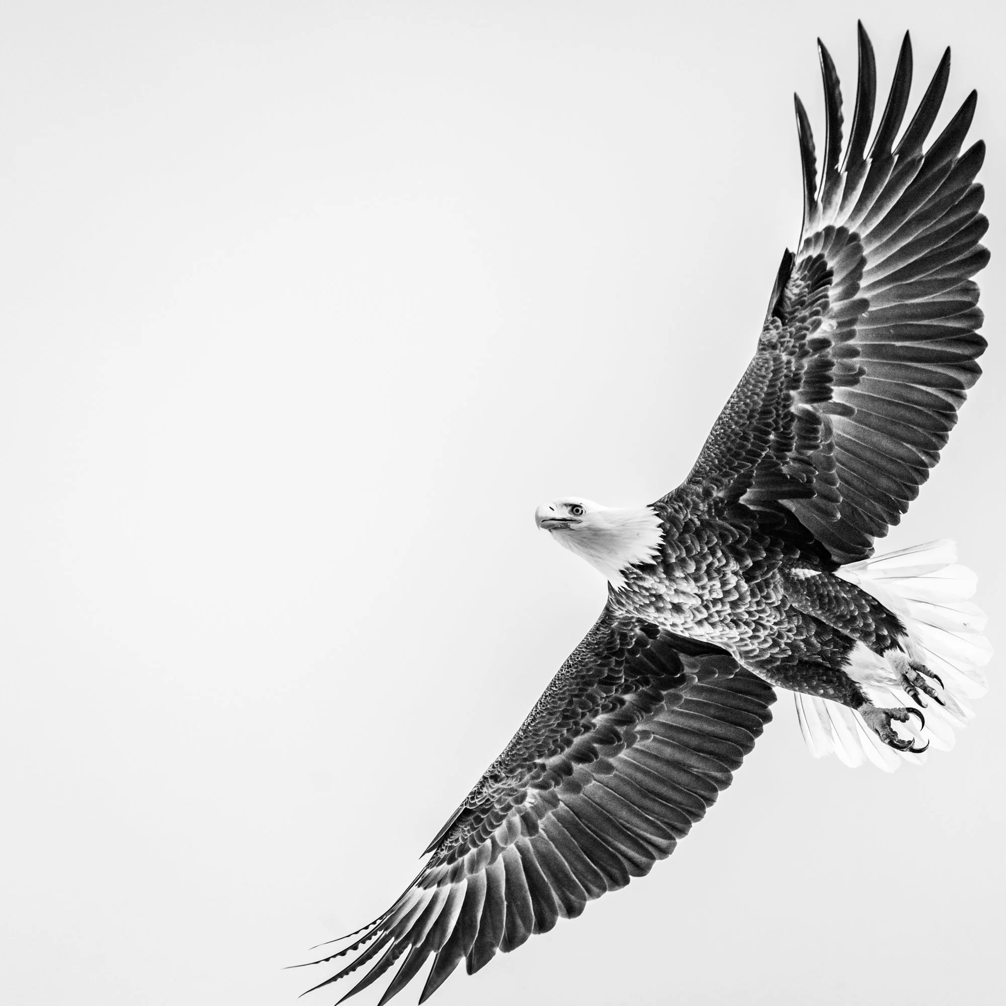 Bald Eagle 4 - Georgian Bay
